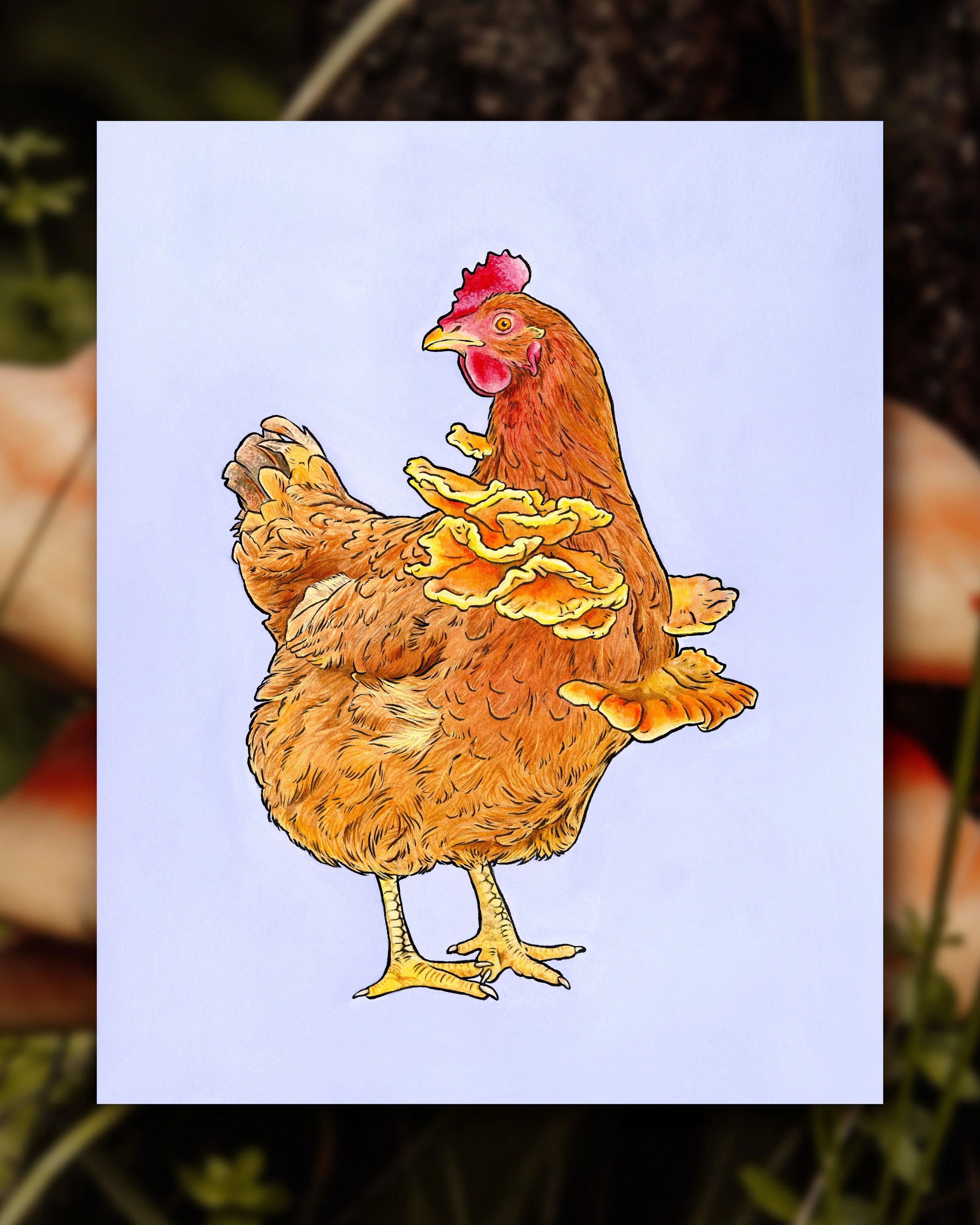 Chicken-of-the-Woods.jpg (Copy)