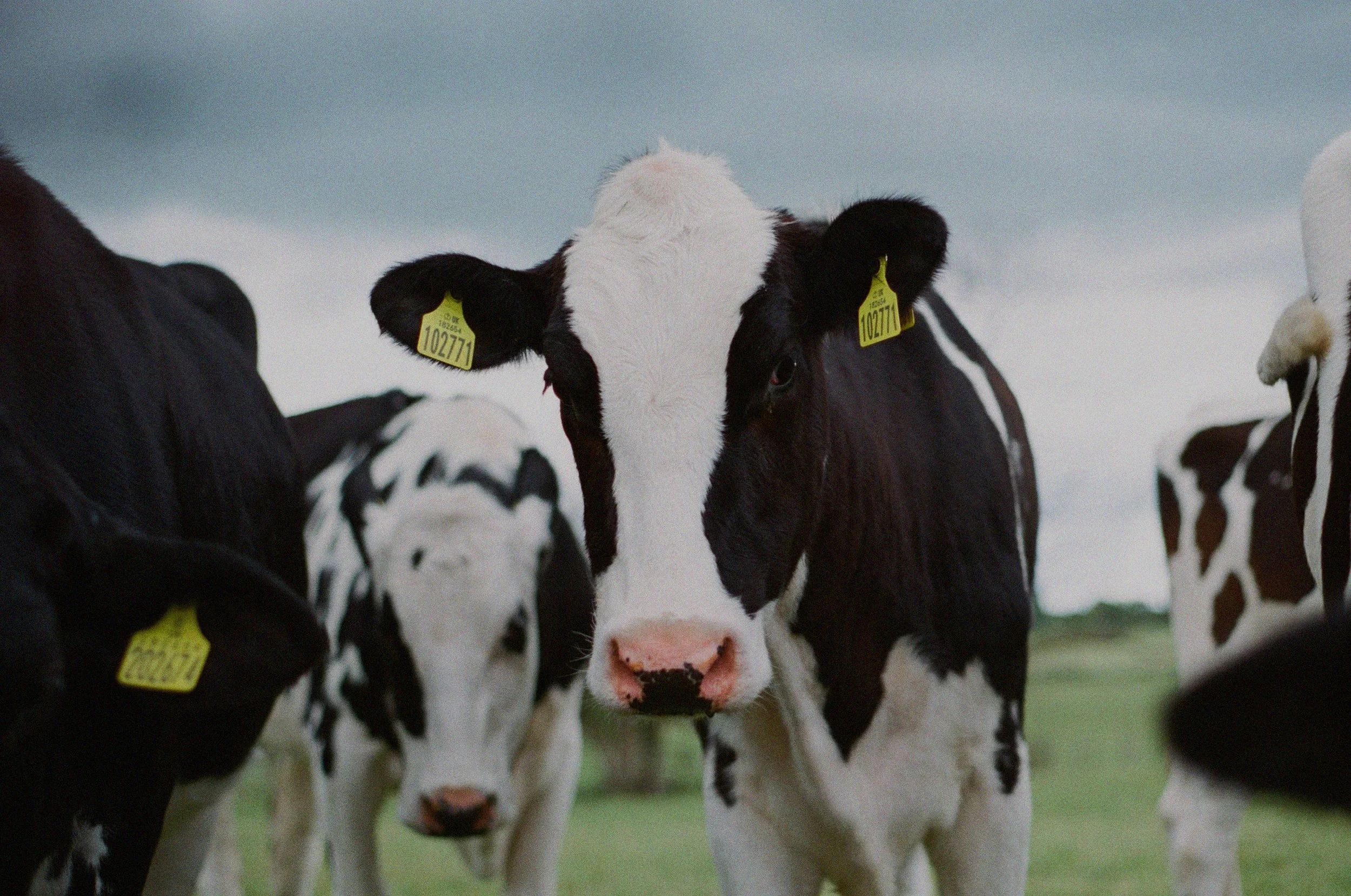 Glenwillow_feeds_horse_calf_feed_canterbury_banner_1