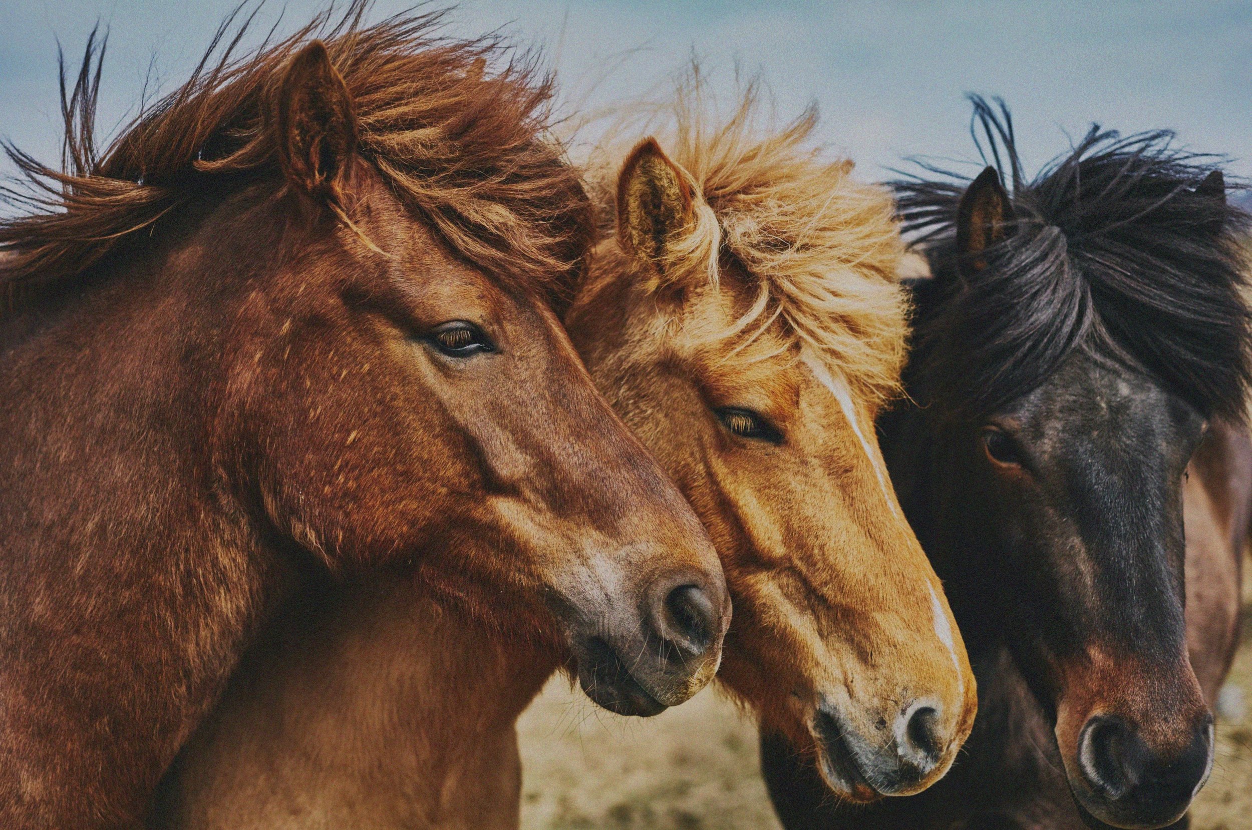 Glenwillow_feeds_horse_calf_feed_canterbury_banner_2
