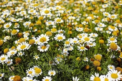 Chamomile - for soothing you - just about everywhere