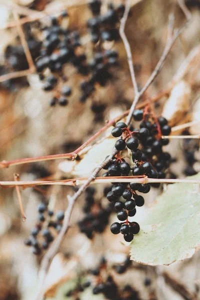 5 of the best immune boosting herbs for winter