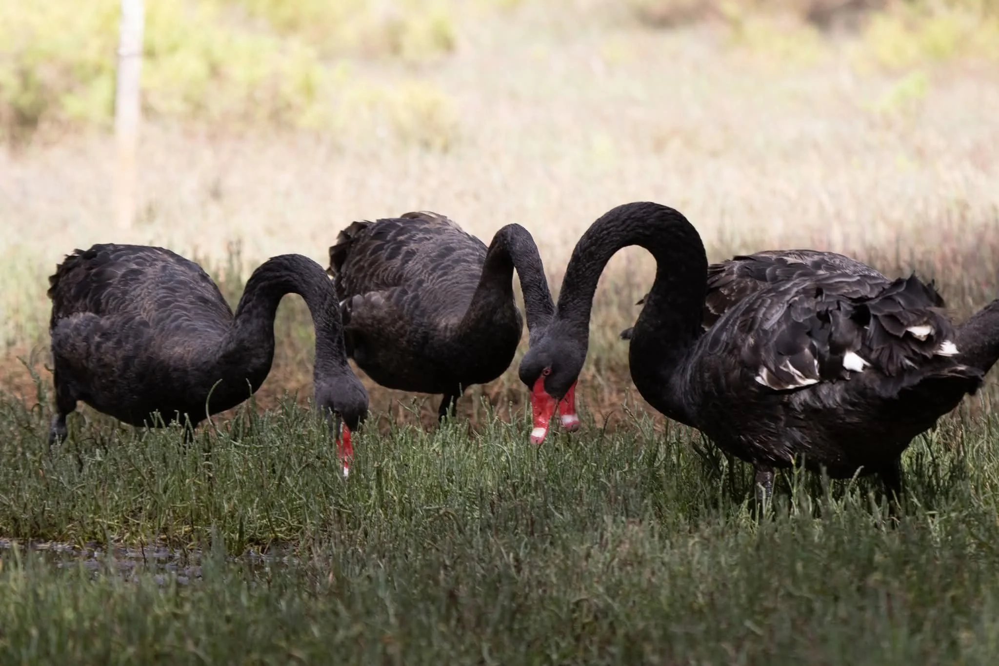 Black swans in the salt marshes of Sydney Olympic Park. Liz - Bush Regen West