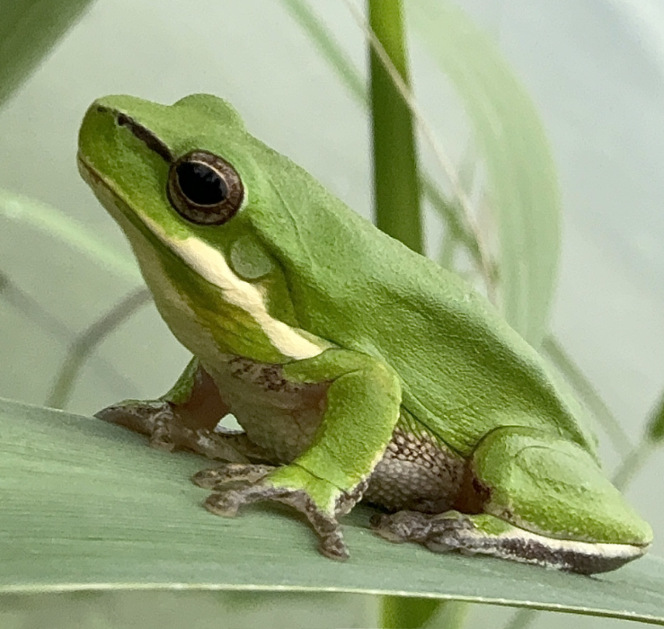 Dwarf Green Tree Frog relishing the wetlands in Liverpool. Location: Liverpool NSW 2170.
Photographer: Kadeja - Bush Regen South.