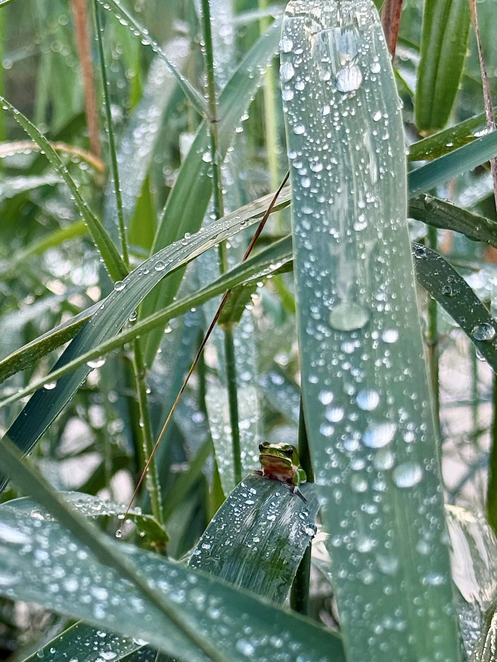 Eastern Dwarf Green Tree Frog relishing the rain at Warwick Farm. Location: Warwick Farm NSW.
Photographer: Kadeja - Bush Regen South.