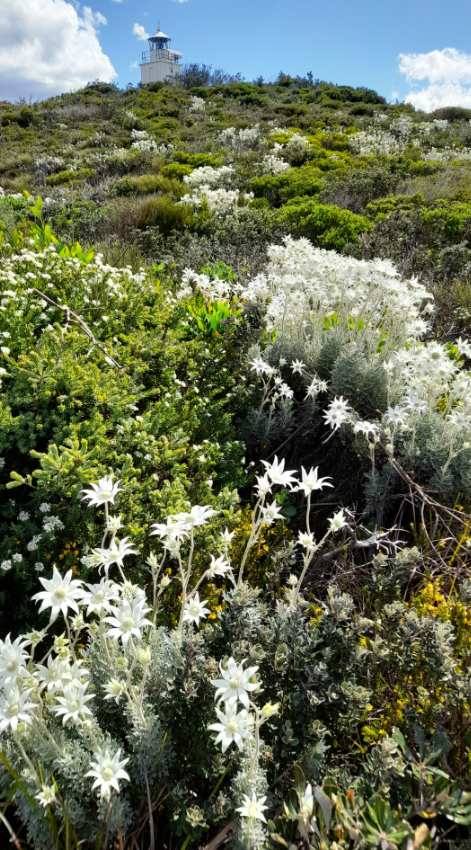 Stunning spring display of flannel flowers at the Cape Bailey Track, Kamay National Park. Photographer:  Dave - Bush Regen South.