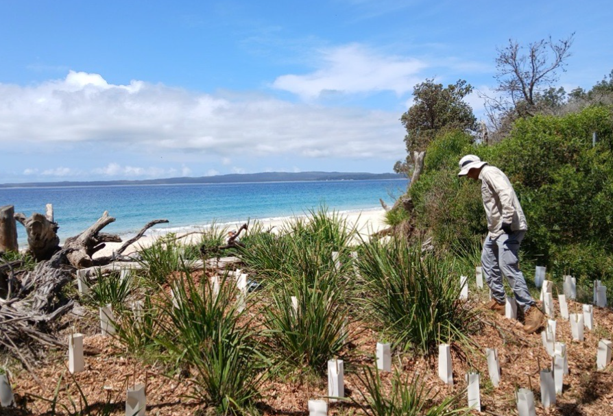 Large scale planting at Jervis Bay.