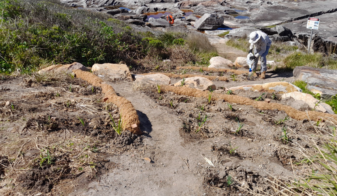 Erosion control in the Kamay National Park, the team installed coir logs and revegetation. Soil was imported and installed by the team due to poor soil in the area. Photographer:  Dave - Bush Regen South.