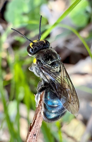 Banksia Bee - known to feed on Banksia flowers, hence its common name. Photographer: Kadeja - Bush Regen South.