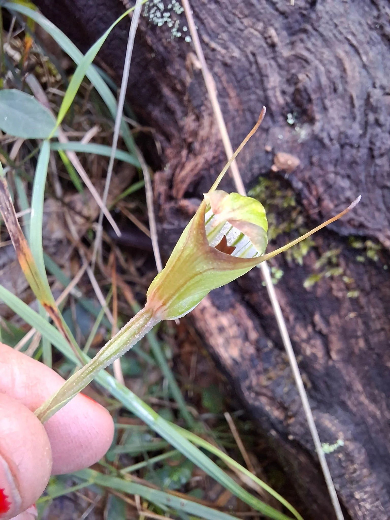 Pterostylis concinna Orchid spotted on site. Photographer: Laurel - Bush Regen West.