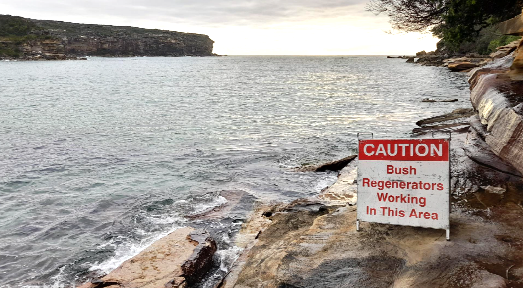 Wattamolla Beach, Royal National Park - Clifftop weed control with ropes access.  