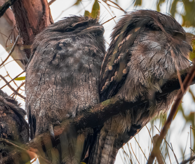 Tawny Frogmouths spotted on the South Coast, NSW. 
Photographer: Benny - Bush Regen South.