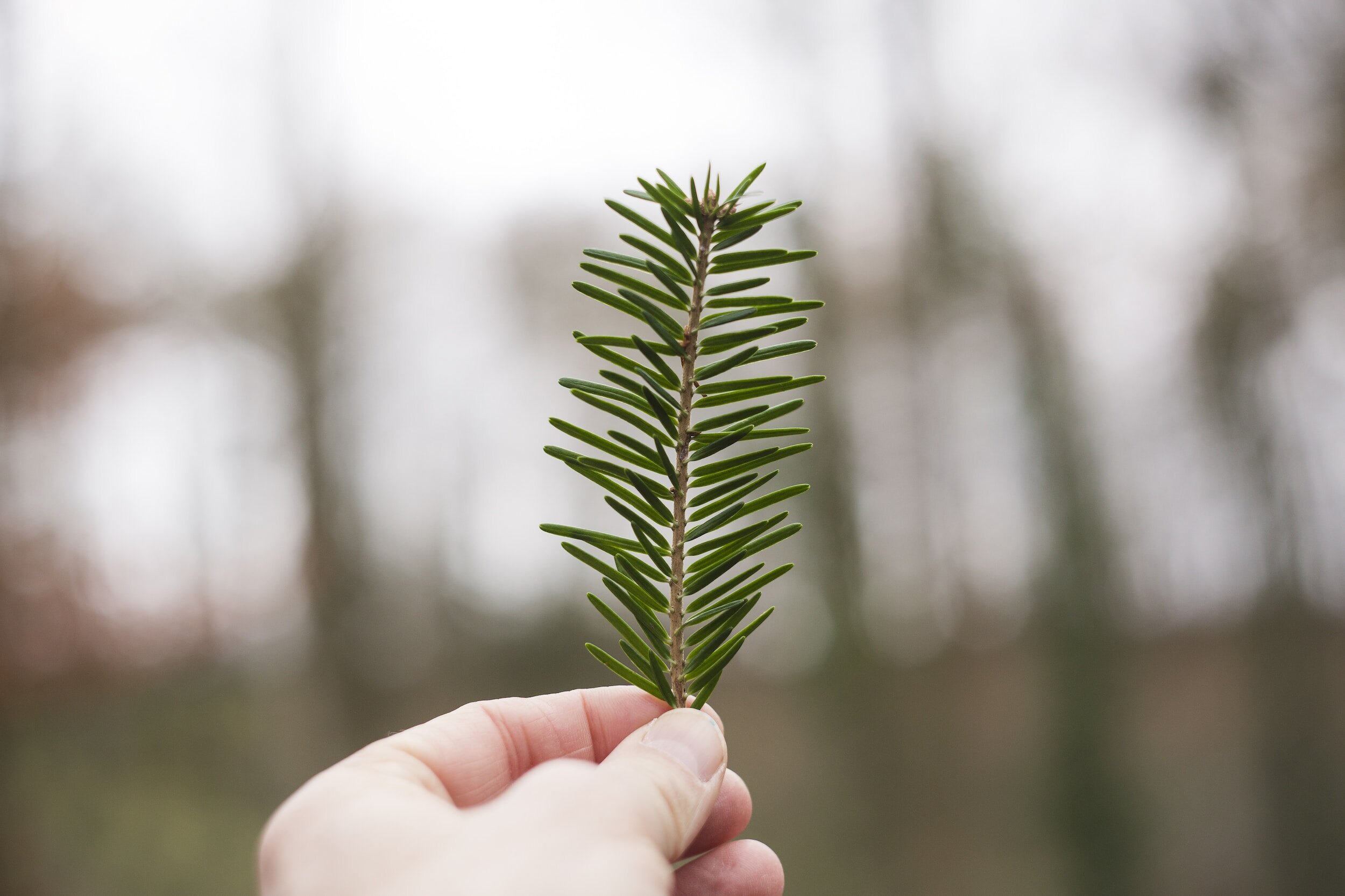 Nature and mental health: An ecosystem service perspective