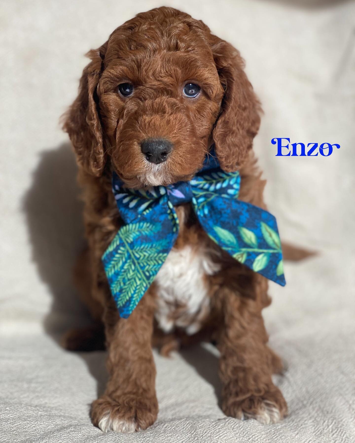 Available 
Enzo the mini groodle. Such a cute little boy

🐾
🐾
🐾
🐾
 #groodle #prestigepuppies #min-groodles #goldenretriver  #puppy #groodlesofaustralia #groodlepuppy #groodlesofinstagram #cutnessoverload #melbdoodles #goldendoodles #aussiedoodle 