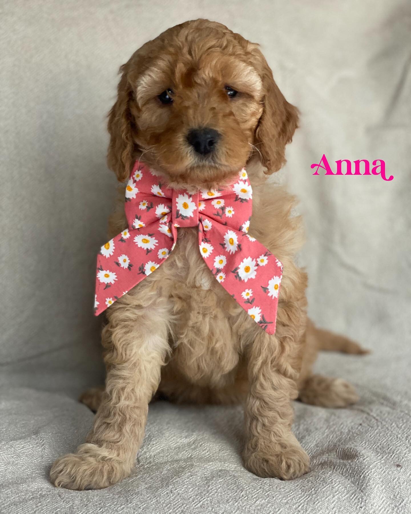 Available, mini Groodle
Anna (you don&rsquo;t have to keep her name we call them all pup) is the sweetest girl she is so calm and laidback