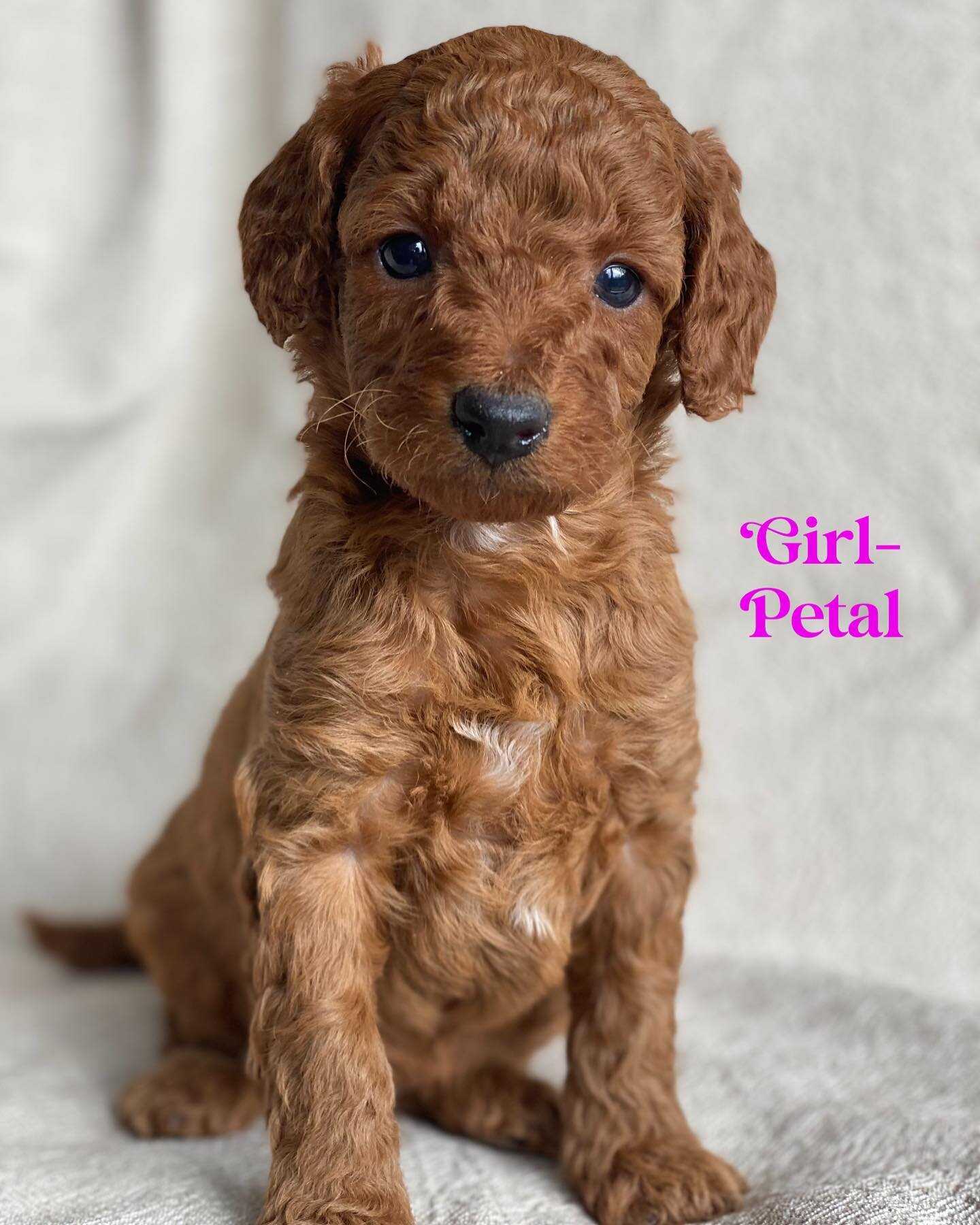 This little spoodle girl is available 

#spoodle #cockapoo #dogsofinstagram #poodle #spoodlesofinstagram #puppy #dog #puppiesofinstagram #cockapoosofinstagram #puppylove #dogs #spoodlepuppy #cockapoopuppy #poodlemix #dogoftheday #doodlesofinstagram #