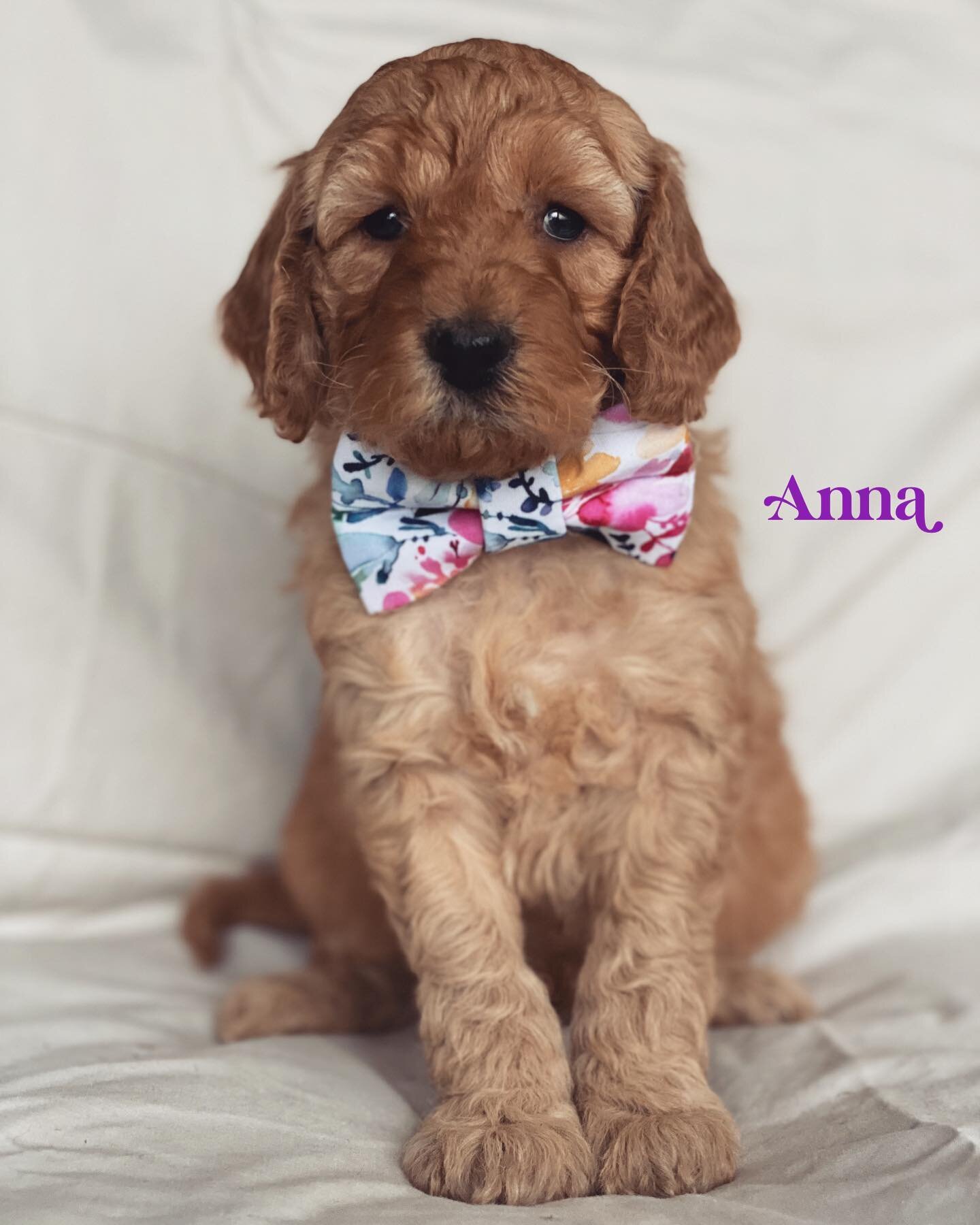 This little mini groodle girl is Available!!!

🐾
🐾
🐾
 #groodle #prestigepuppies #min-groodles #goldenretriver  #puppy #groodlesofaustralia #groodlepuppy #groodlesofinstagram #cutnessoverload #melbdoodles #goldendoodles #aussiedoodle  #adorable #pu