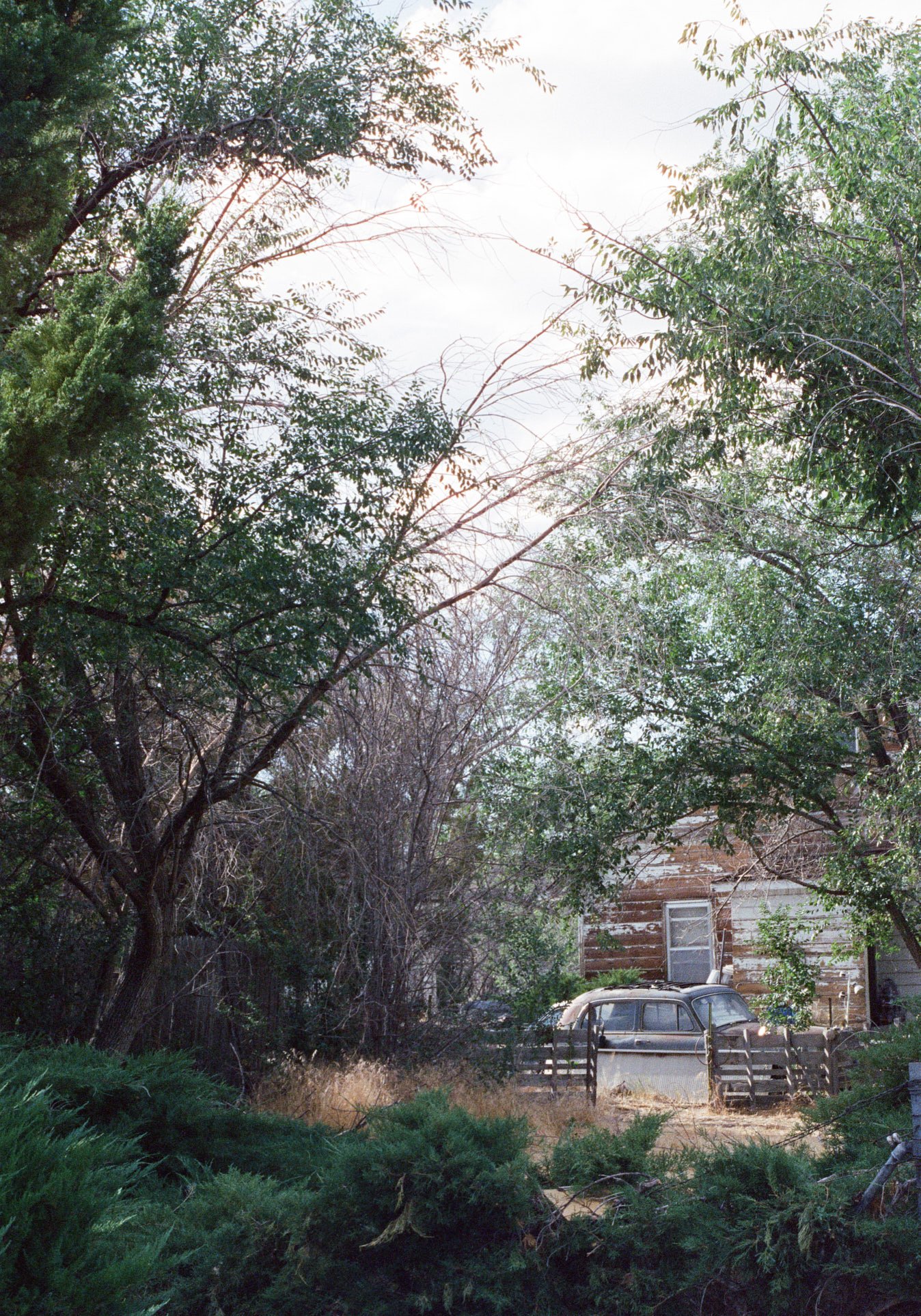 GABRIEL KANAE-Cinestill800T-23A - In The Trees- Abandoned - Cinestill 800T - Oct 15 2022 - 15-17-07 -Copyright © 2024 Gabriel Kanae. All rights reserved..jpg