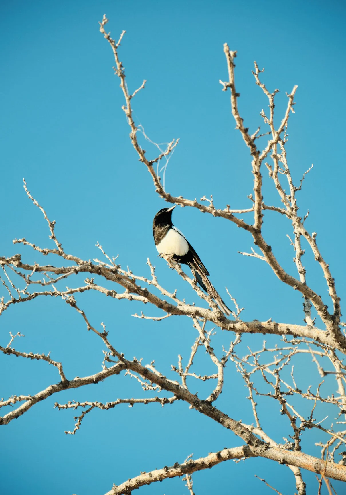 GABRIEL KANAE-_DSF5949 - Magpie- Peaceful Morning - Feb 10 2023 - 08-31-33 -Copyright © 2024 Gabriel Kanae. All rights reserved..jpg