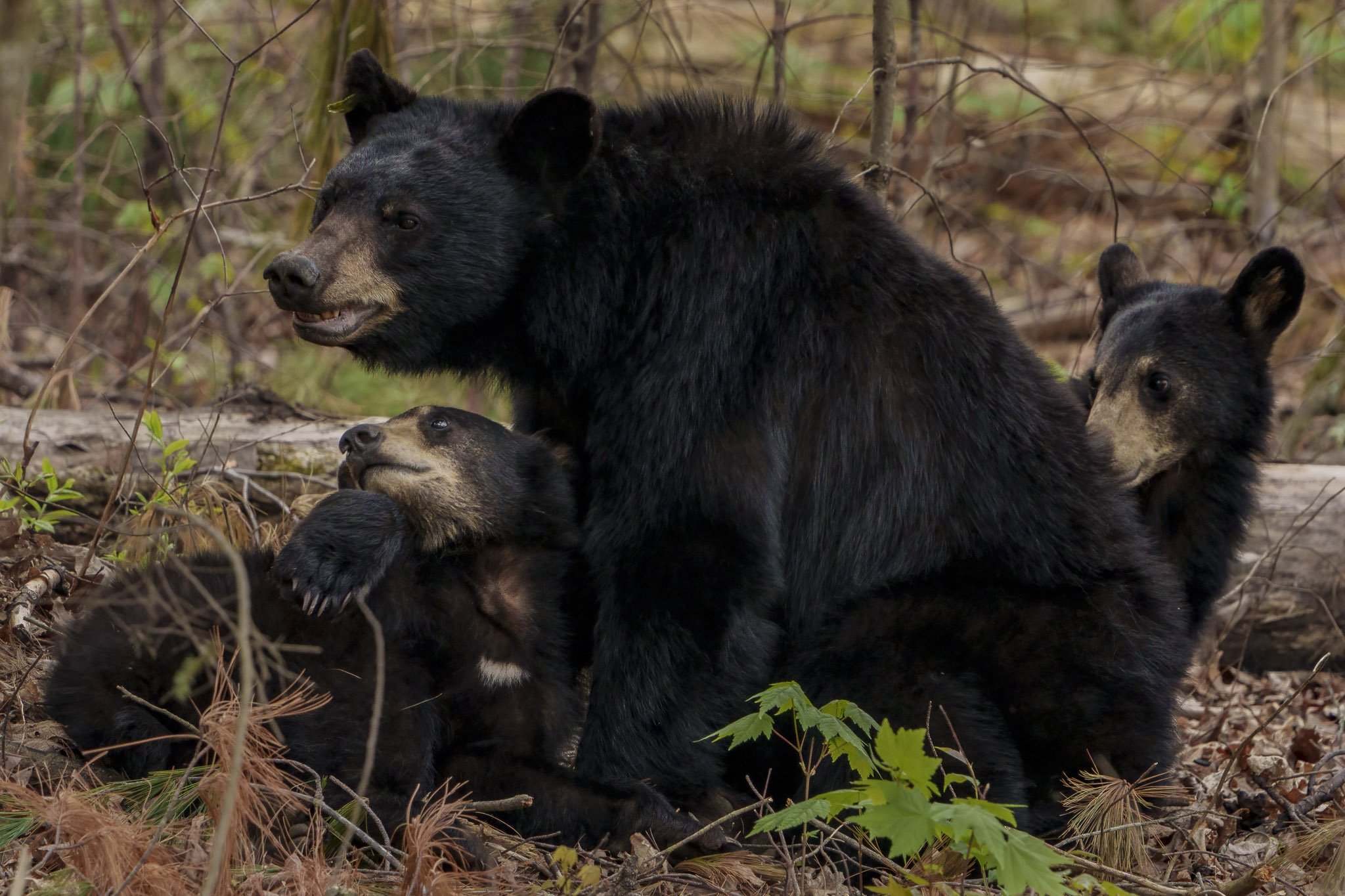Mother Bear And Two Cubs