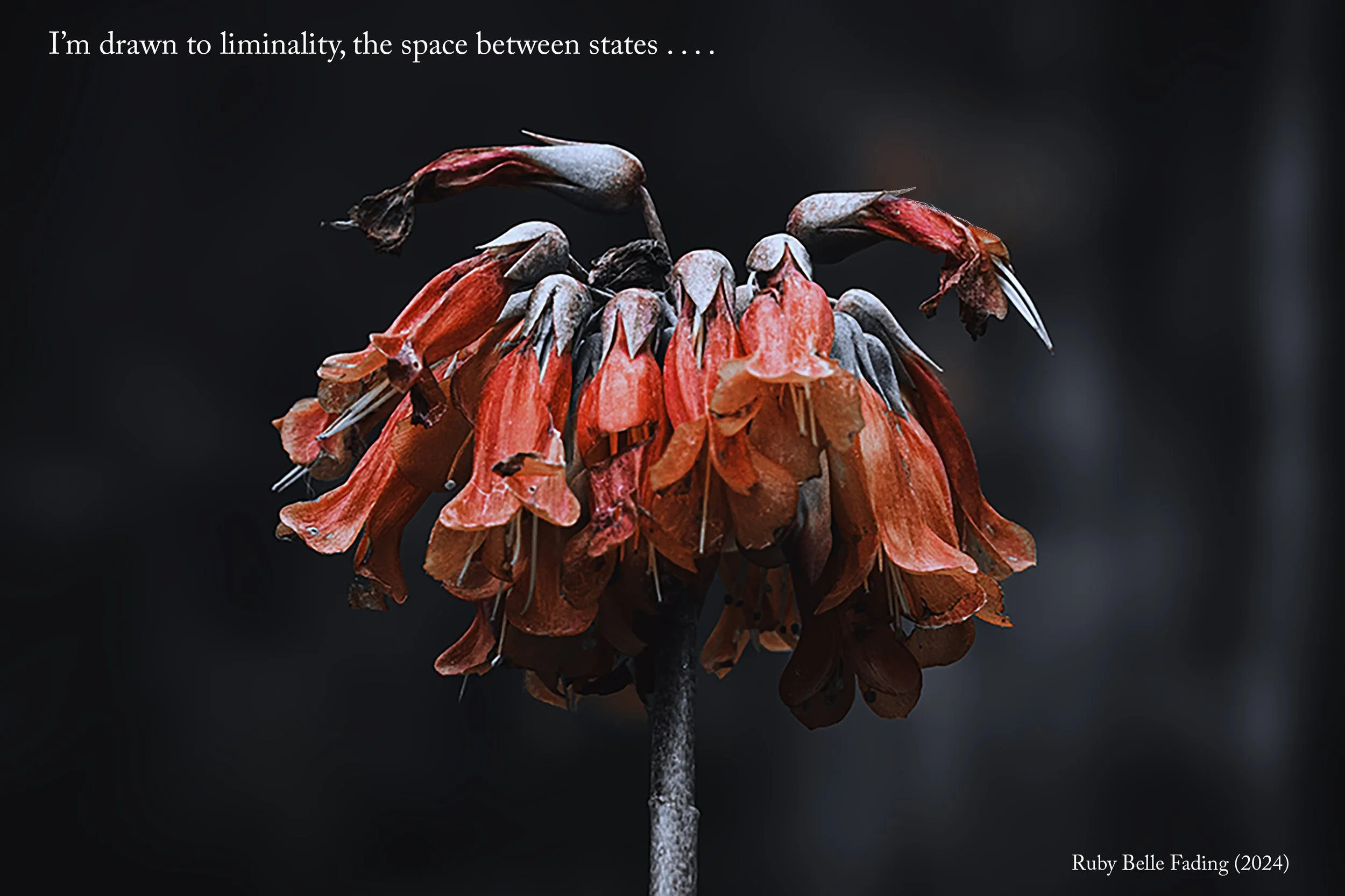 A photograph of a Ruby Belle Flower past its prime and fading away. The caption says I'm drawn to liminality, the space between states. The title is Ruby Belle Fading (2024).