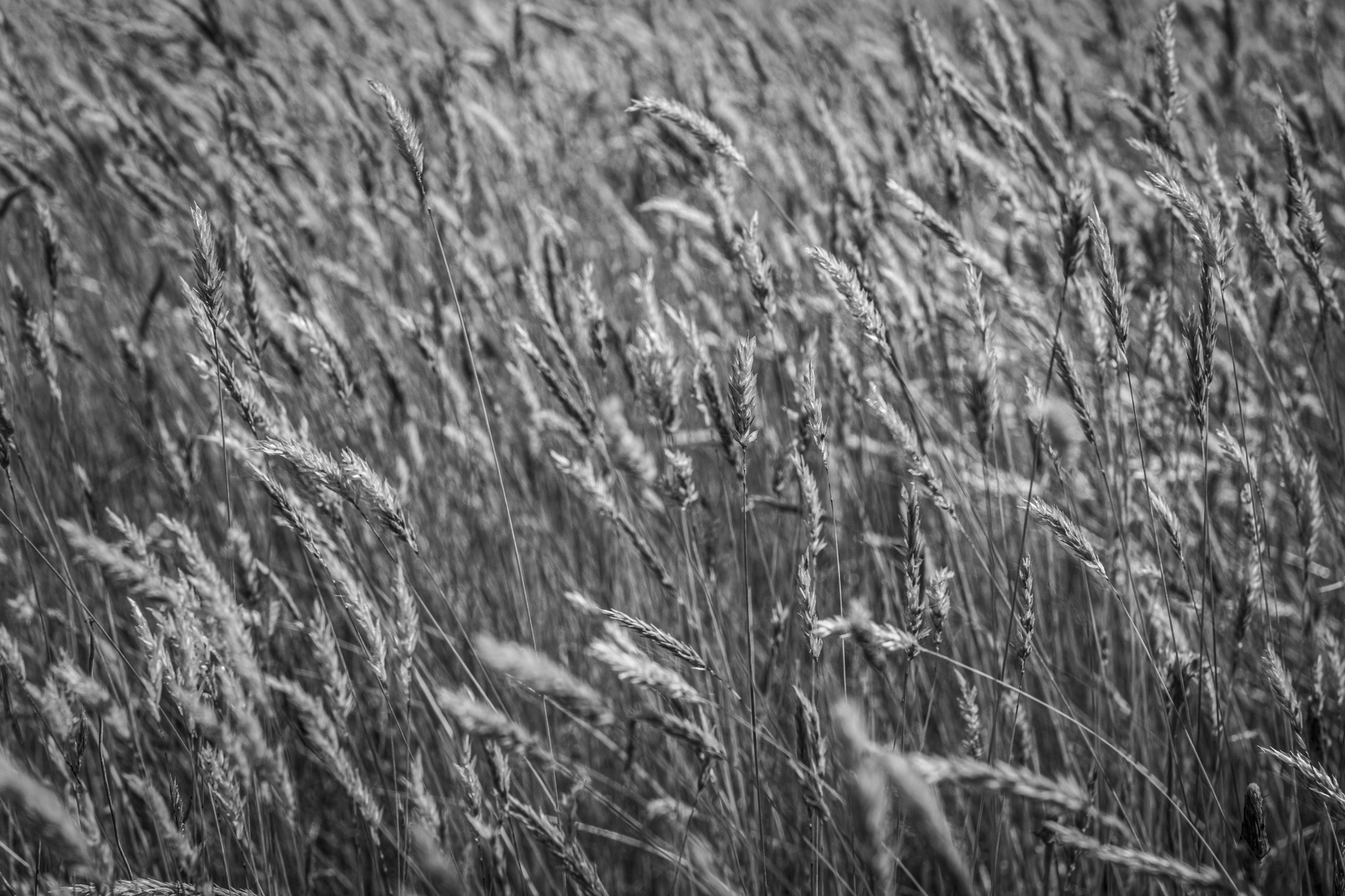 Grasses.png