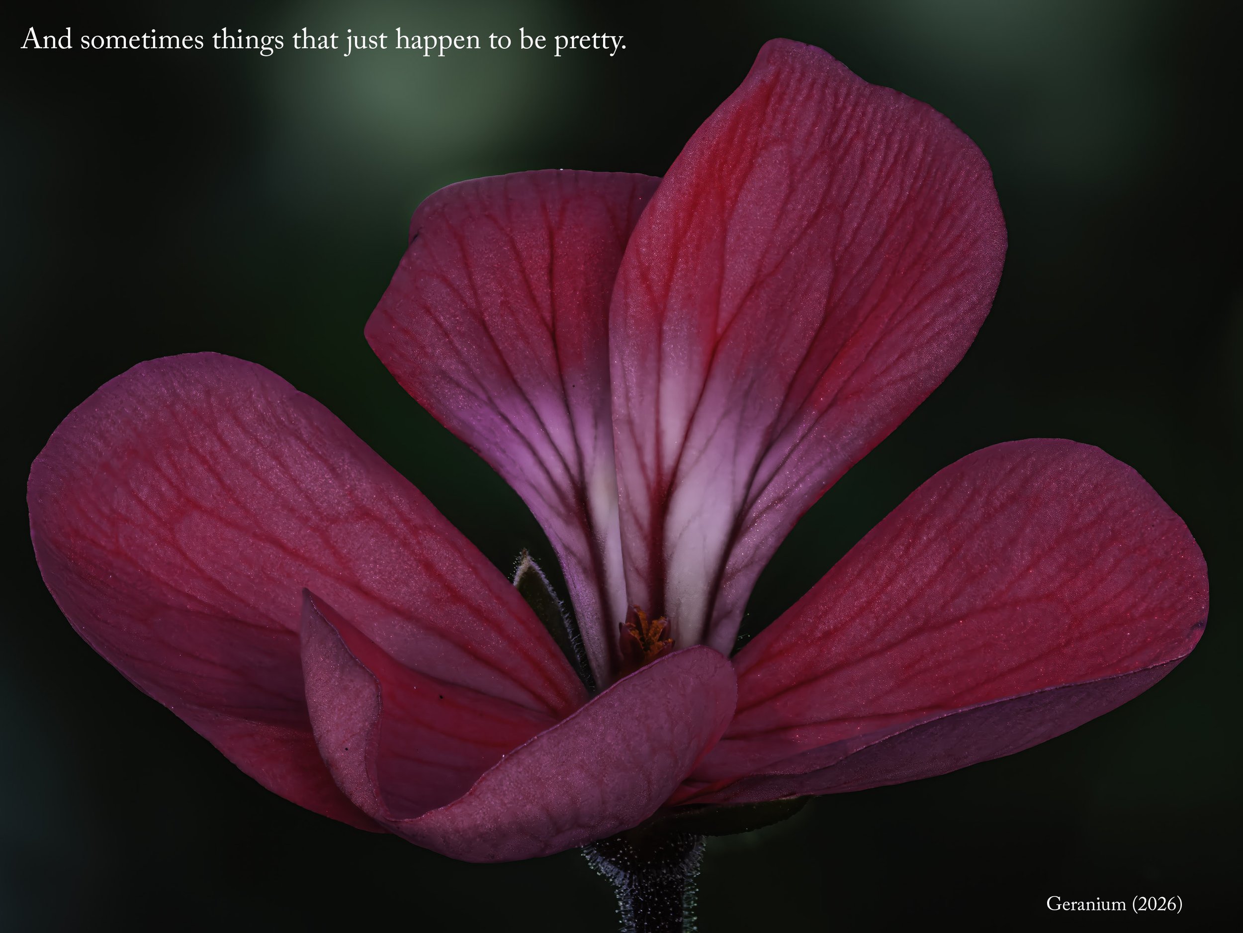 A photo of a geranium against a dark green background. The title is Geranium (2026). The caption says And sometimes things that just happen to be pretty.