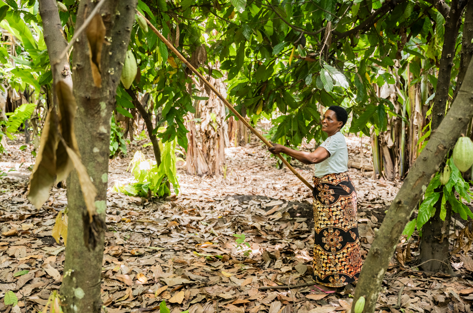 Agnes harvesting cocoa