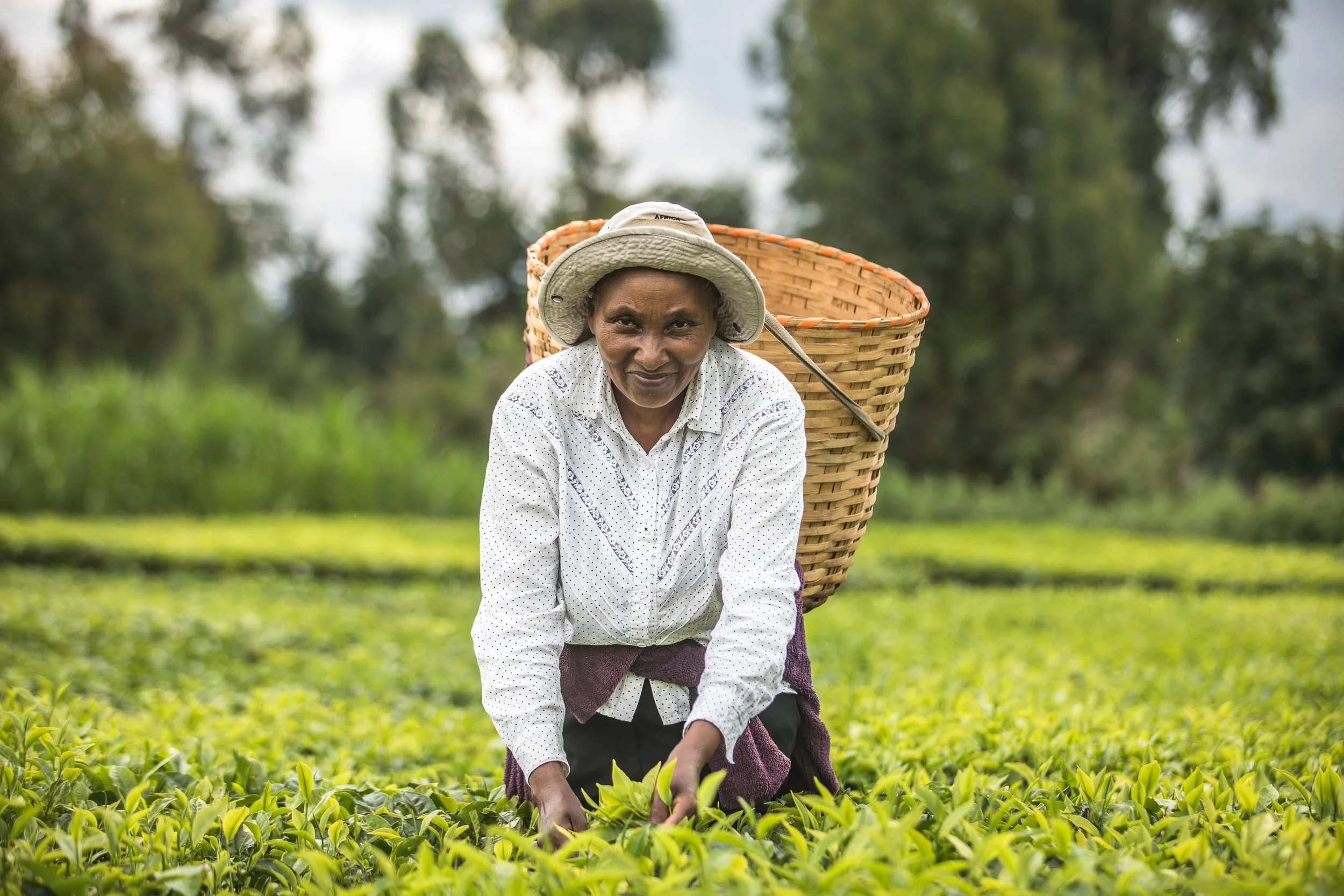 A better cup of tea — Transform Trade
