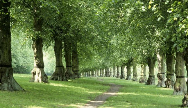 Tree-lined footpath in Hardwick Wood, Cambridgeshire, with symmetrical rows of trees and grassy path.