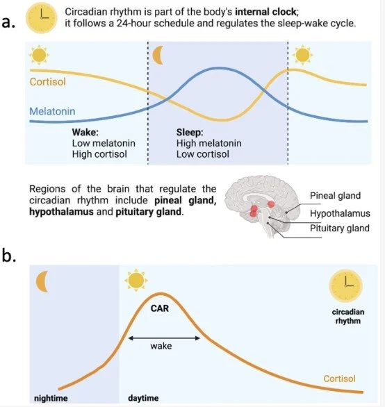 Circadian Rhythm
