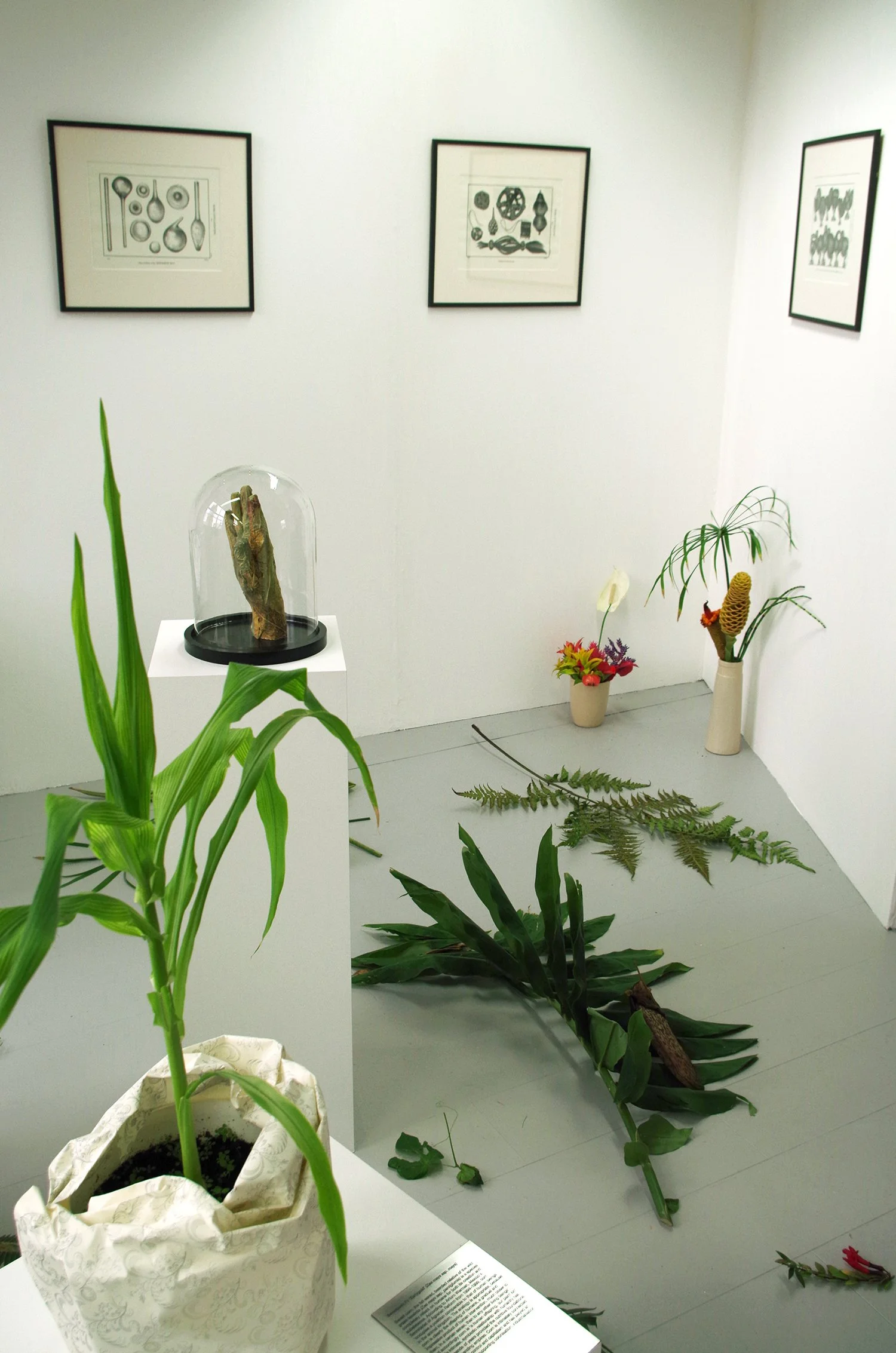 Sweetcorn F1 'Earlygold' 