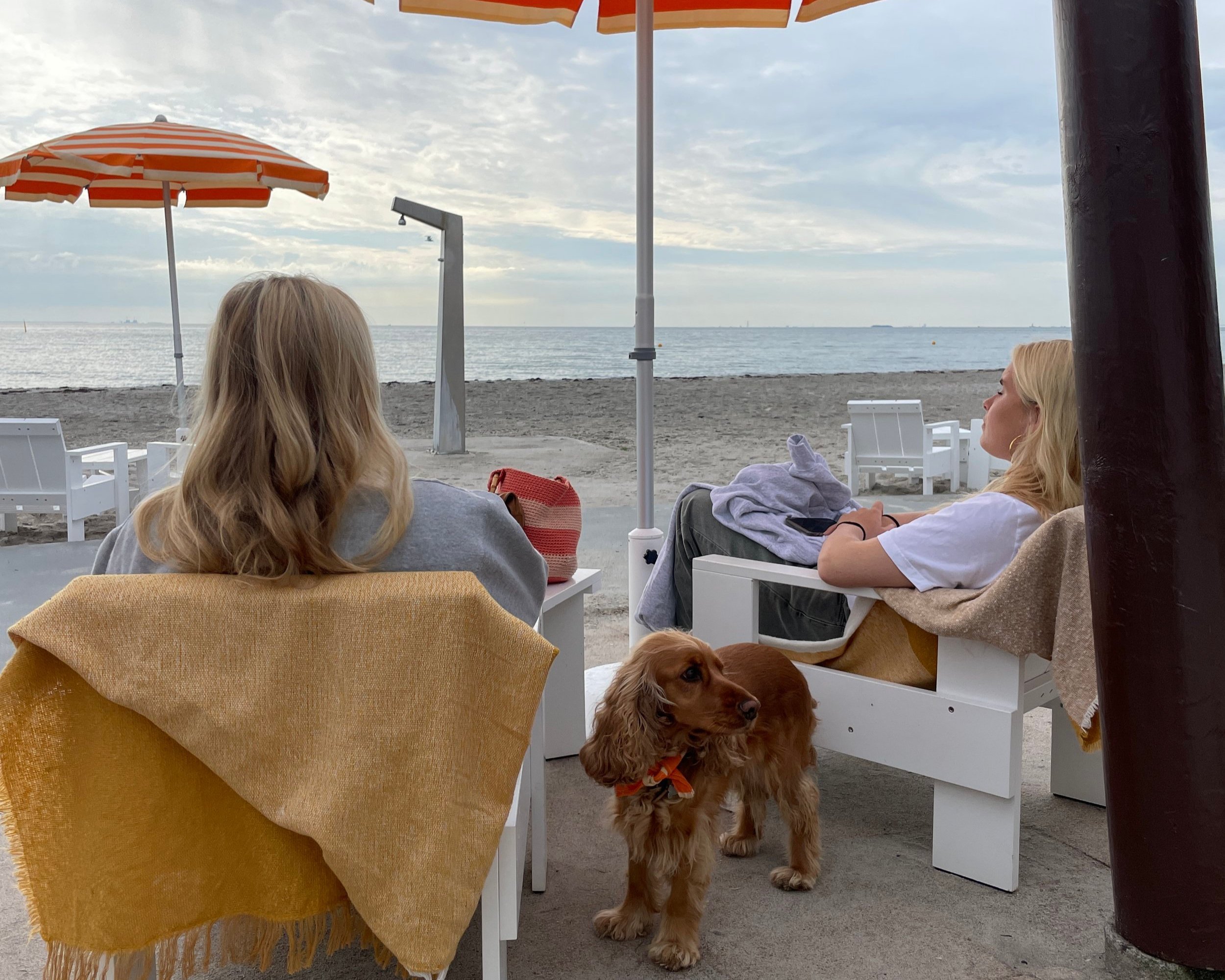 beach-dog.jpg