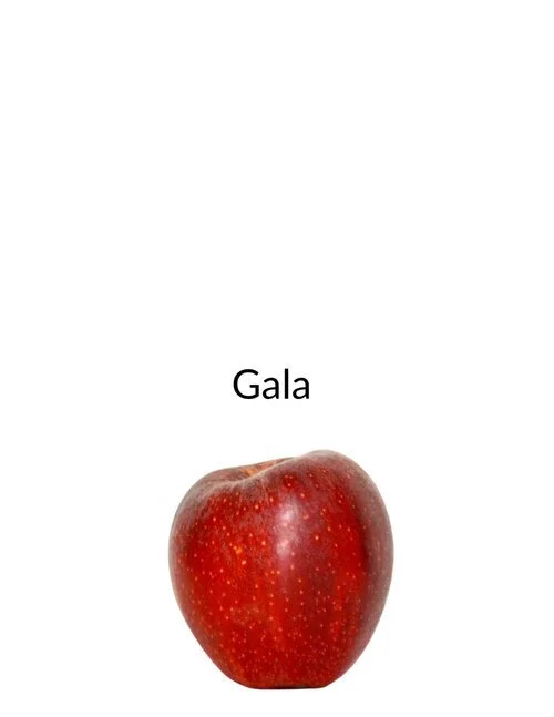 Gala.jpeg