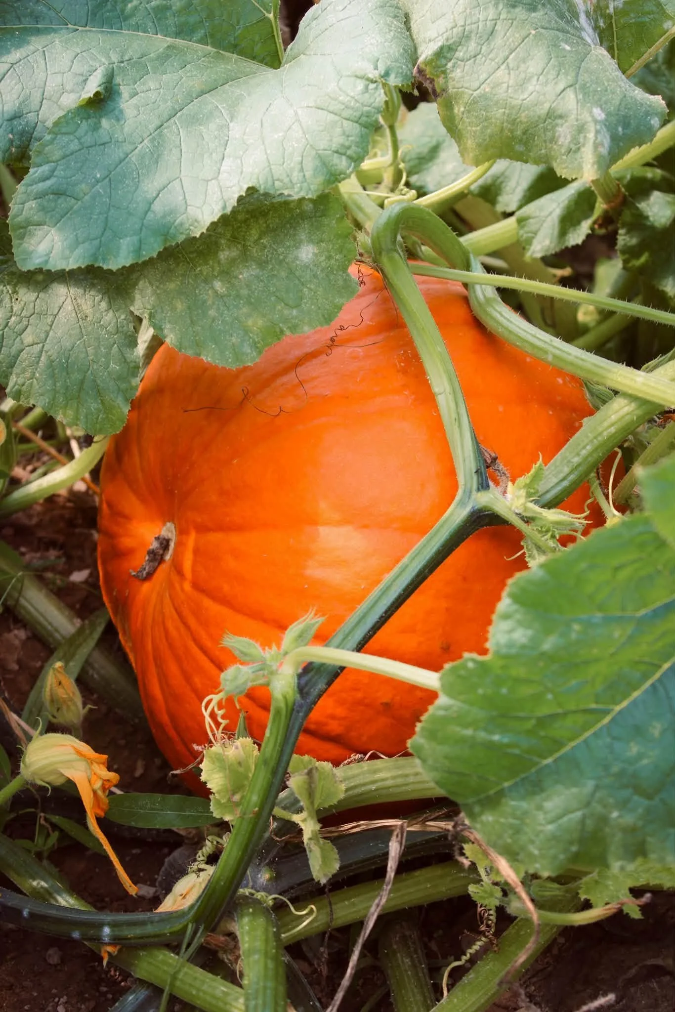 Ridgetop UPick Pumpkins.jpg