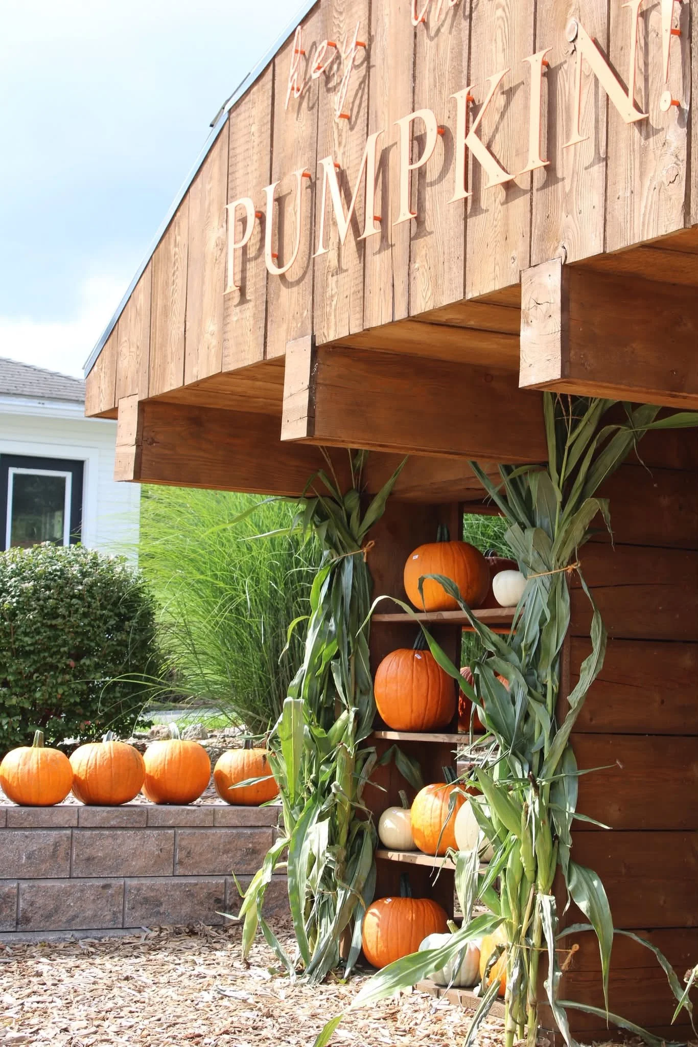 Pumpkin Corner.jpg