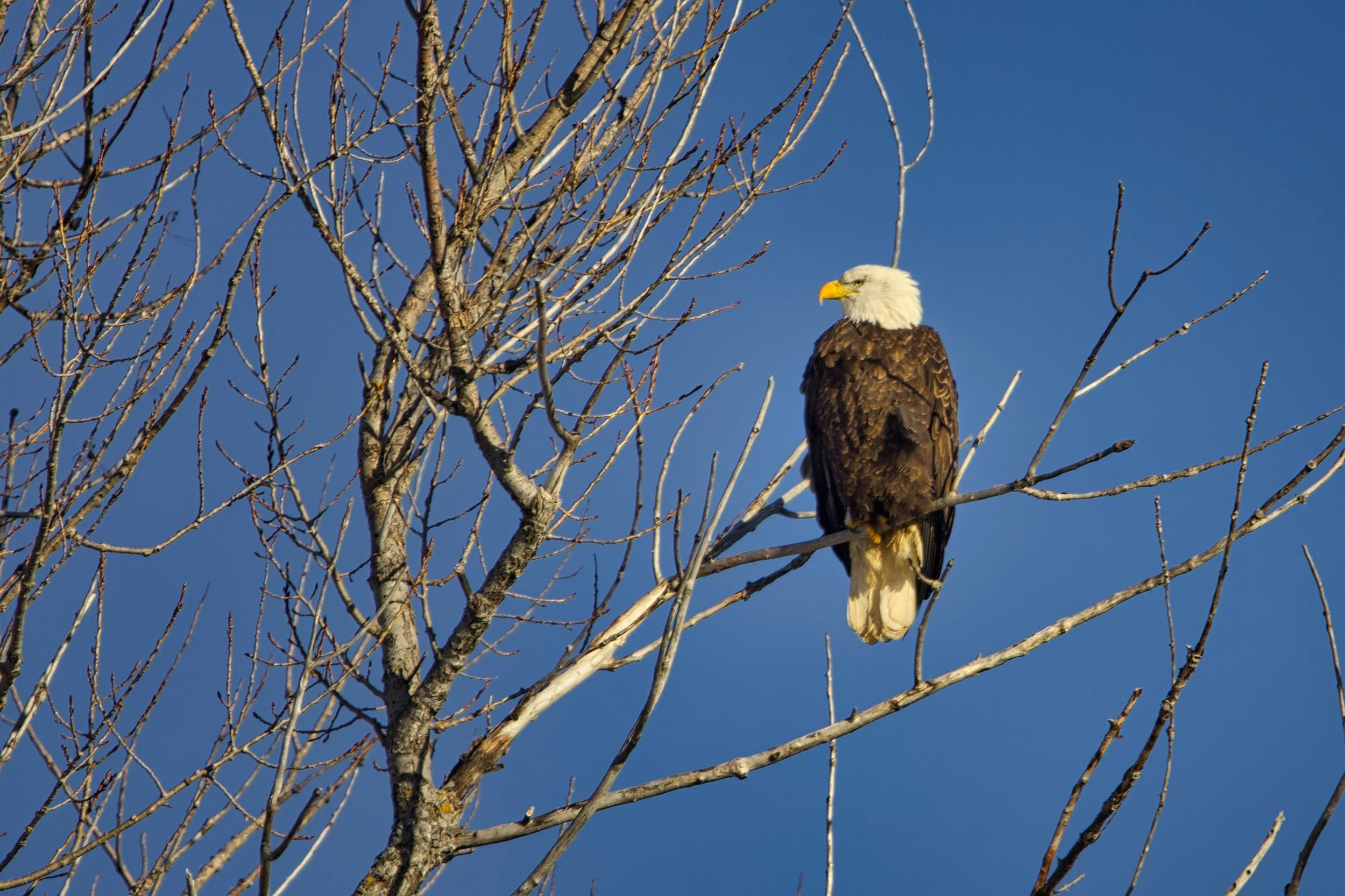 Photo Credit: Michael Hull