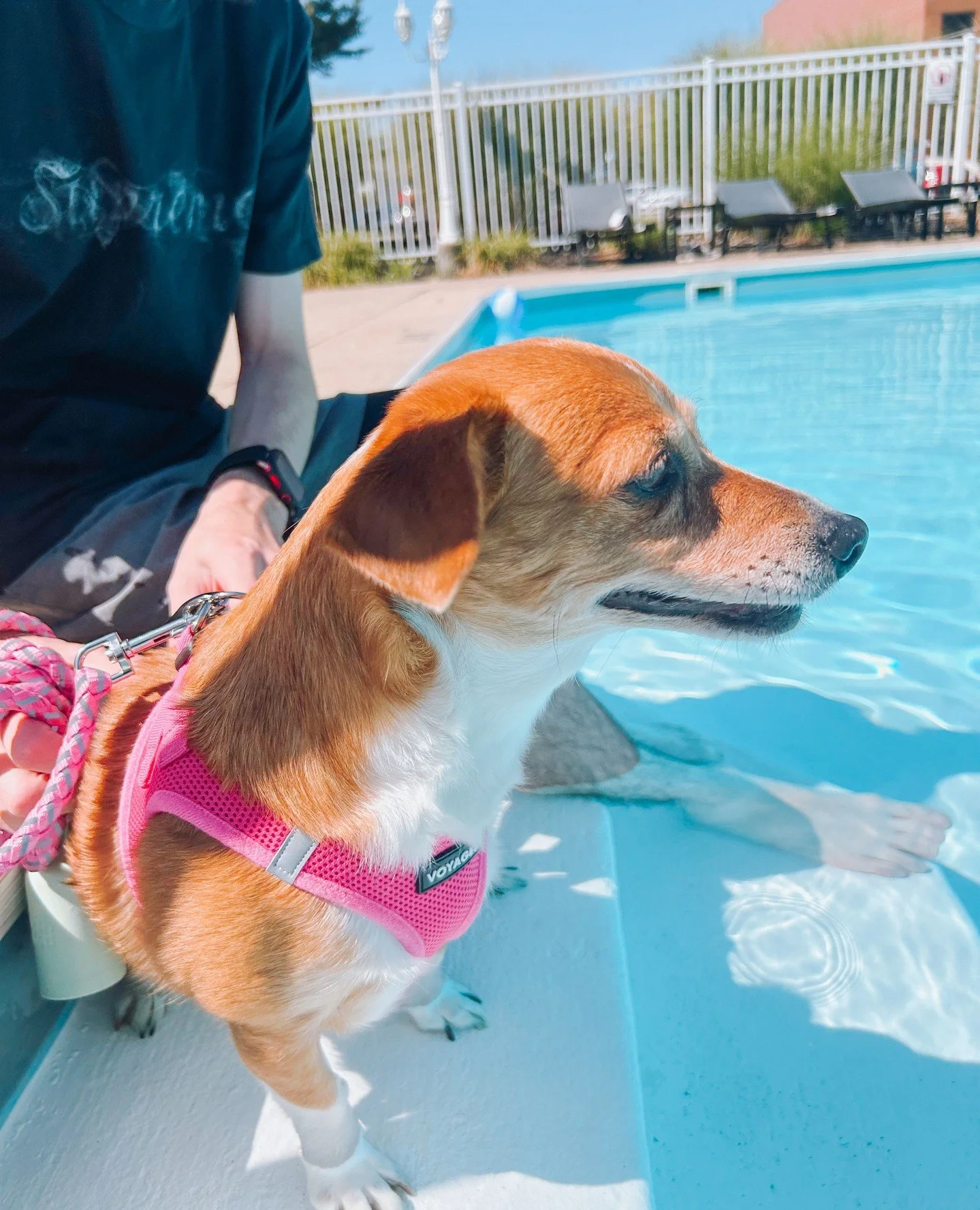 Wet paws Big and Small. The event was a blast! 🐾
