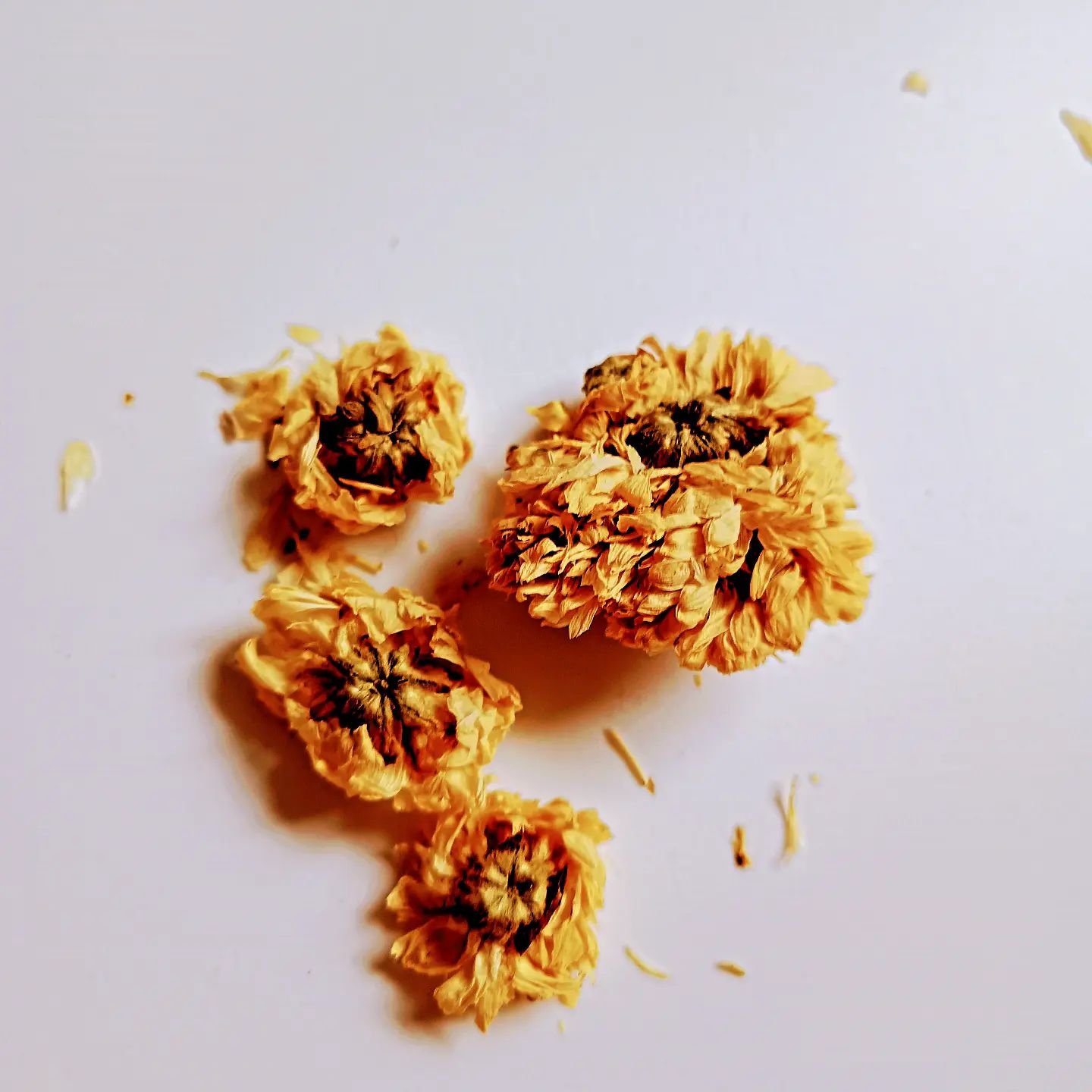 The humble chrysanthemum, among other things said to lower blood pressure and brighten your eyes.