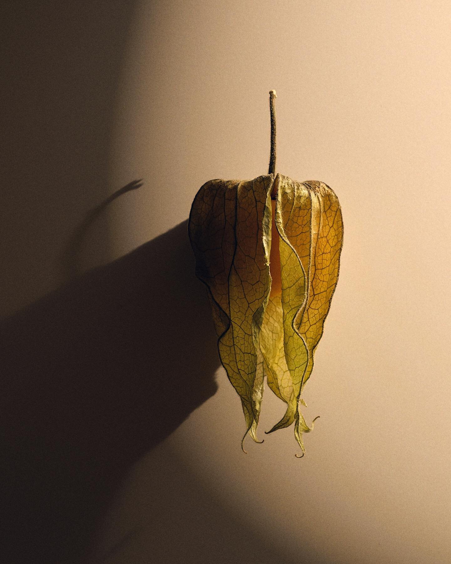 Physalis, leftover from a recent shoot and couldn&rsquo;t resist a spot of personal work 
#foodphotography #productphotographerlondon #studiophotography #physalisfruit