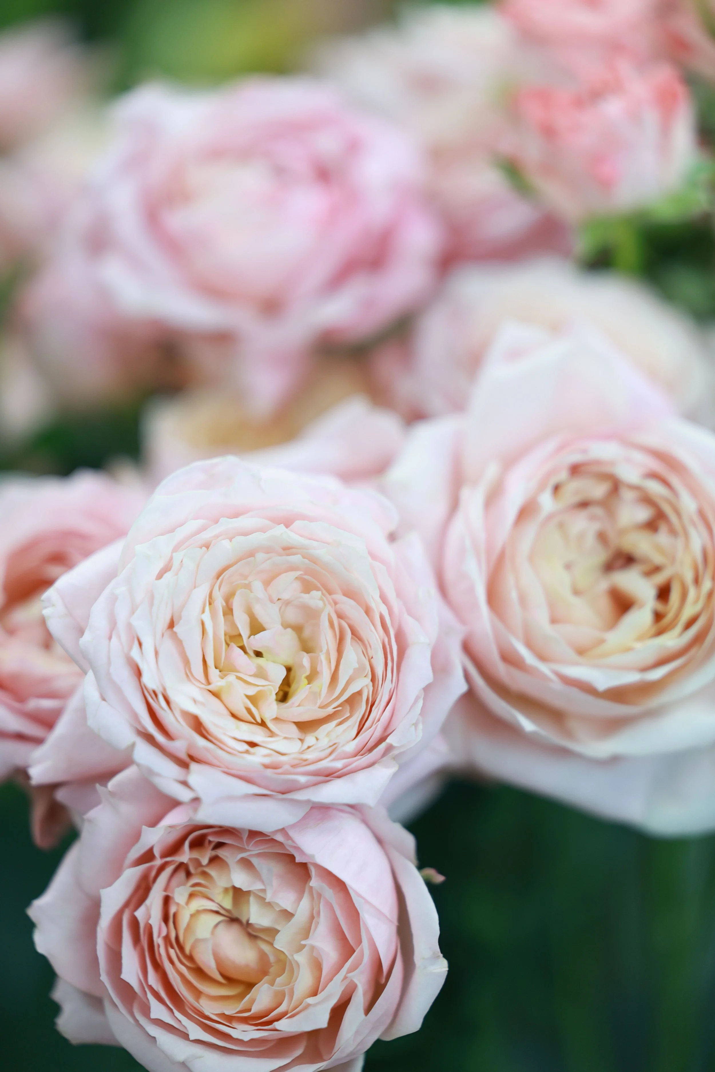 Why Are Garden Roses So Expensive? The Story Behind One of Luxury Floral Design’s Most Loved Blooms