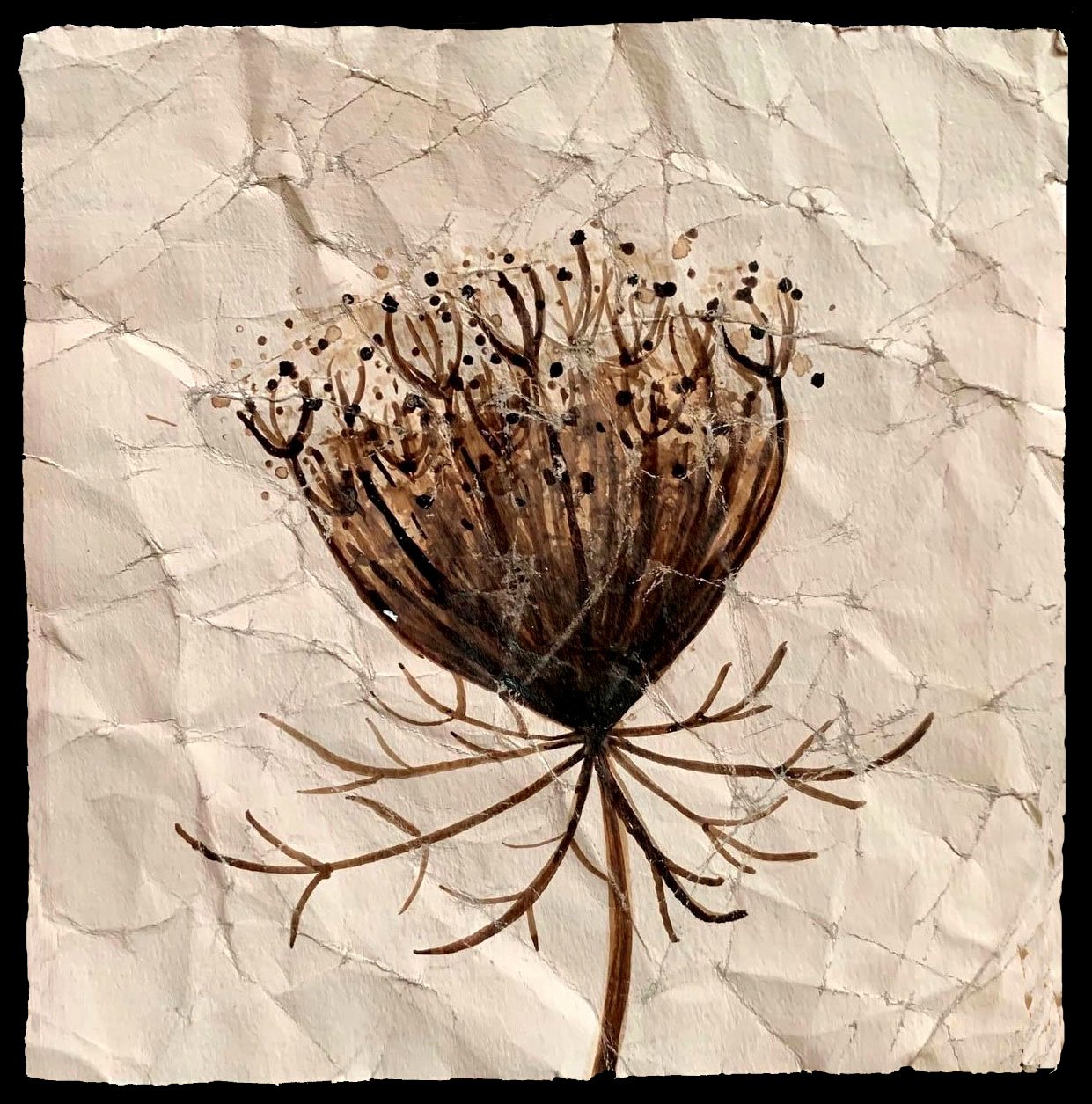 Queen Anne's Lace 2