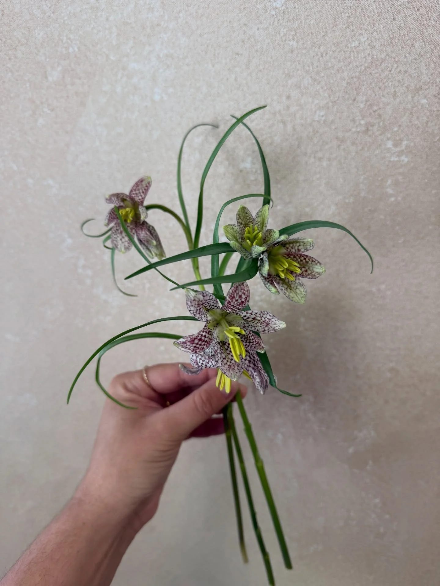 fritillaria🏁