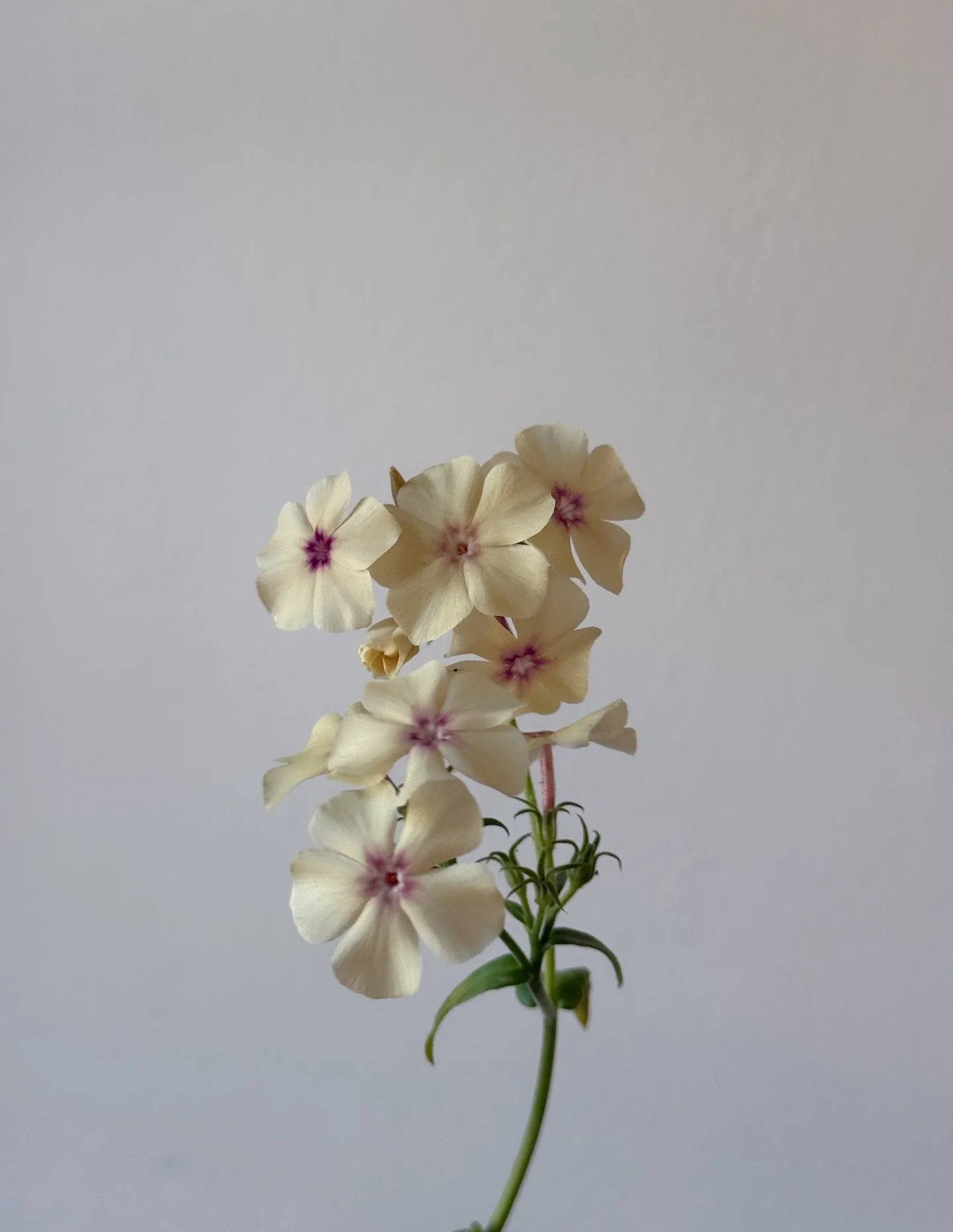 one of my favorite stems of the season✨ the prettiest phlox from @sunstruckflorals