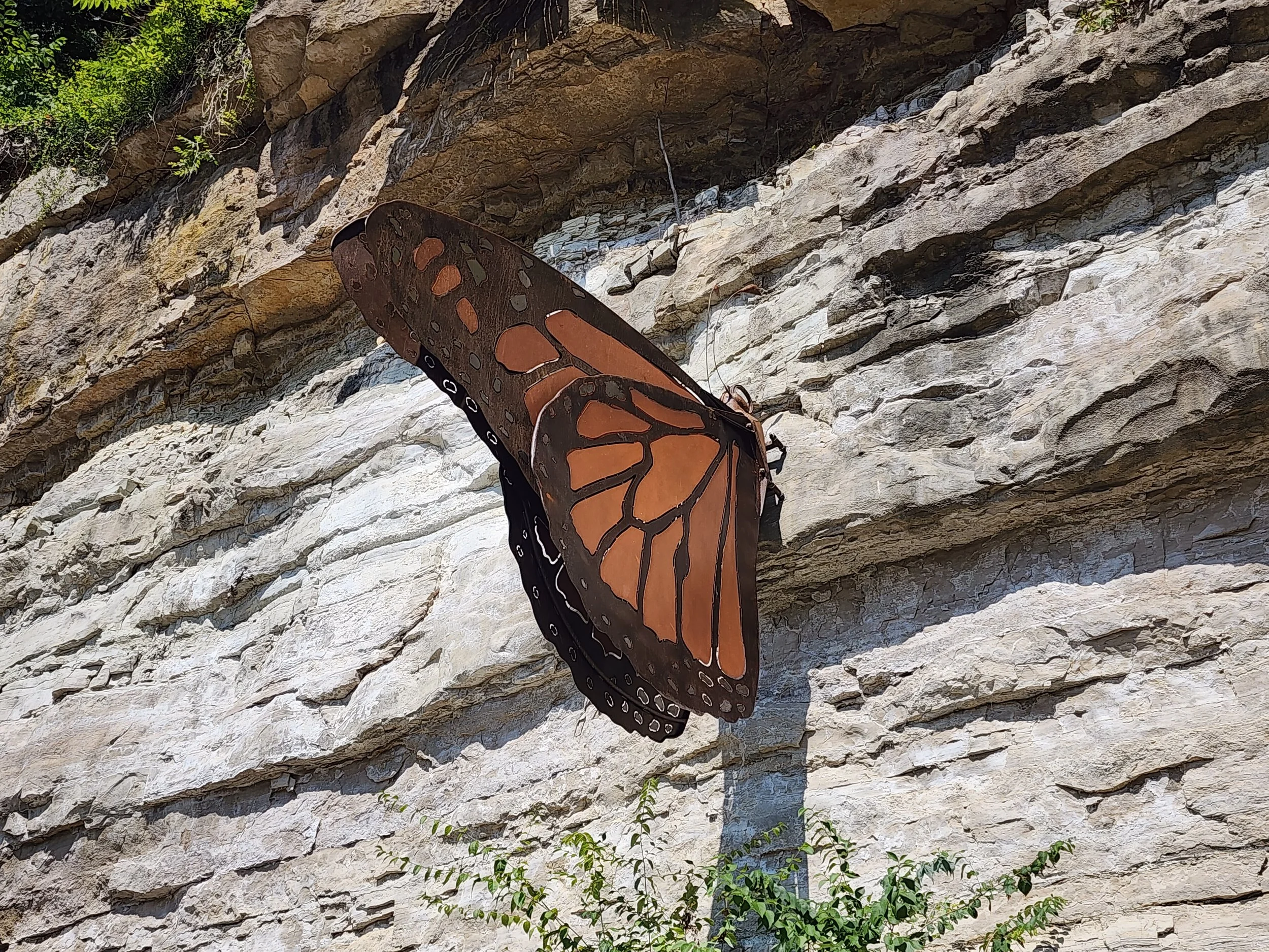 The males have the expanded scent gland (the ball) in the lower wing