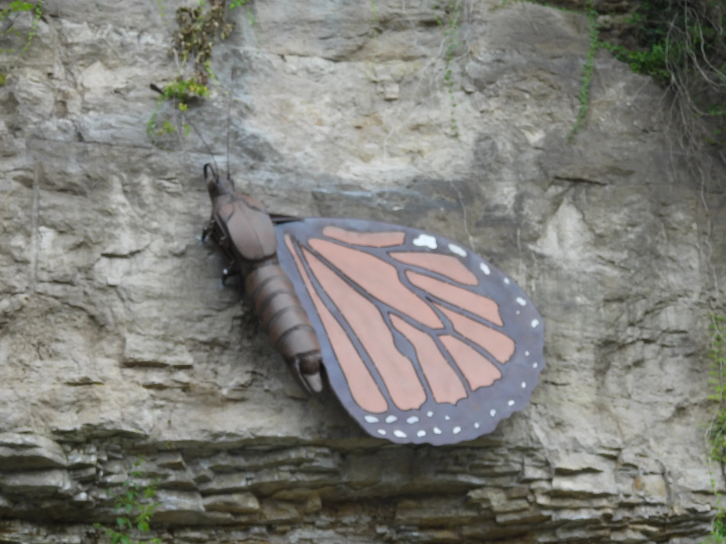 Male Claspers (at the end of thorax)