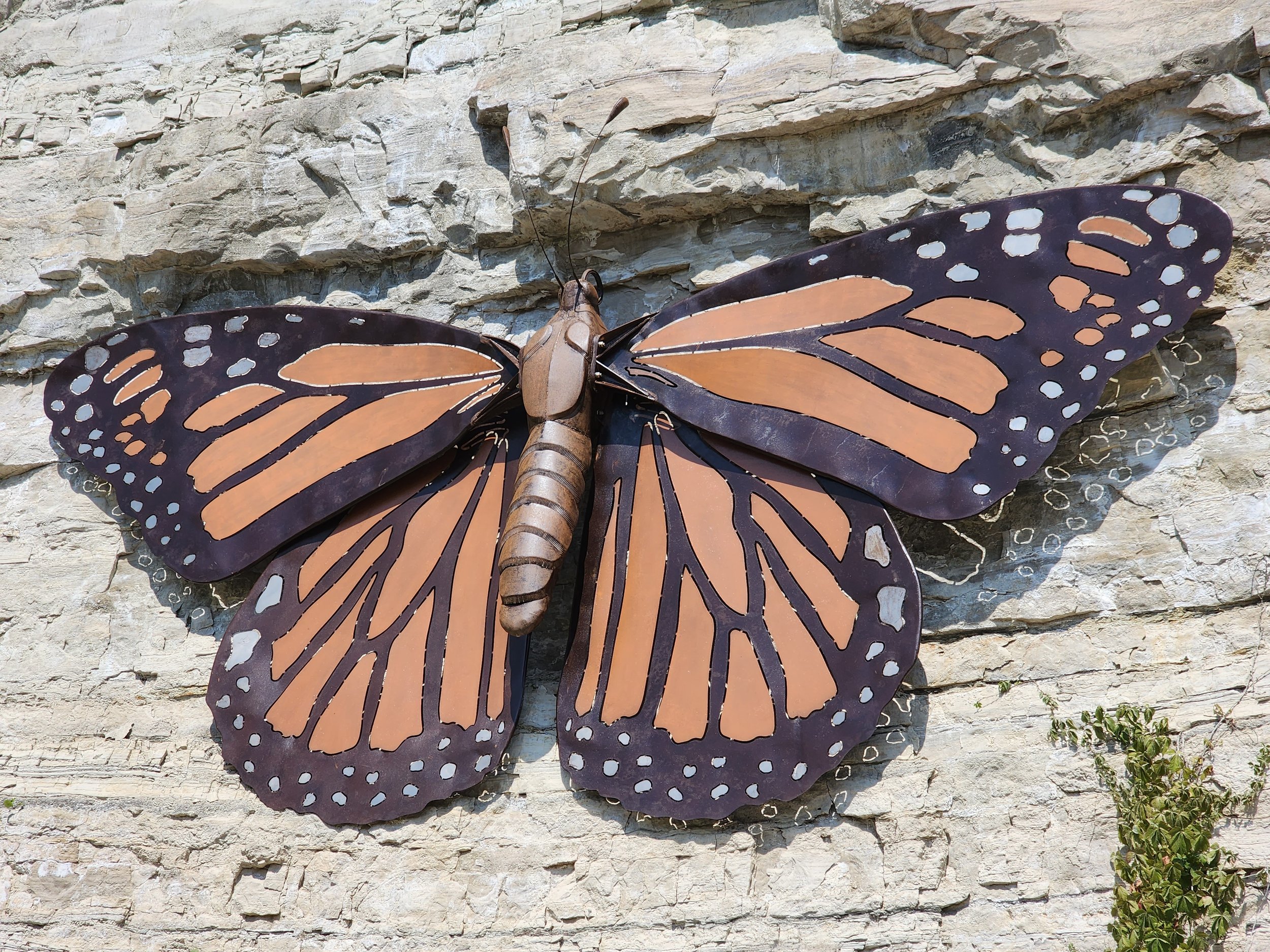 Females have wider "veins" and no scent gland. They also lack "claspers"