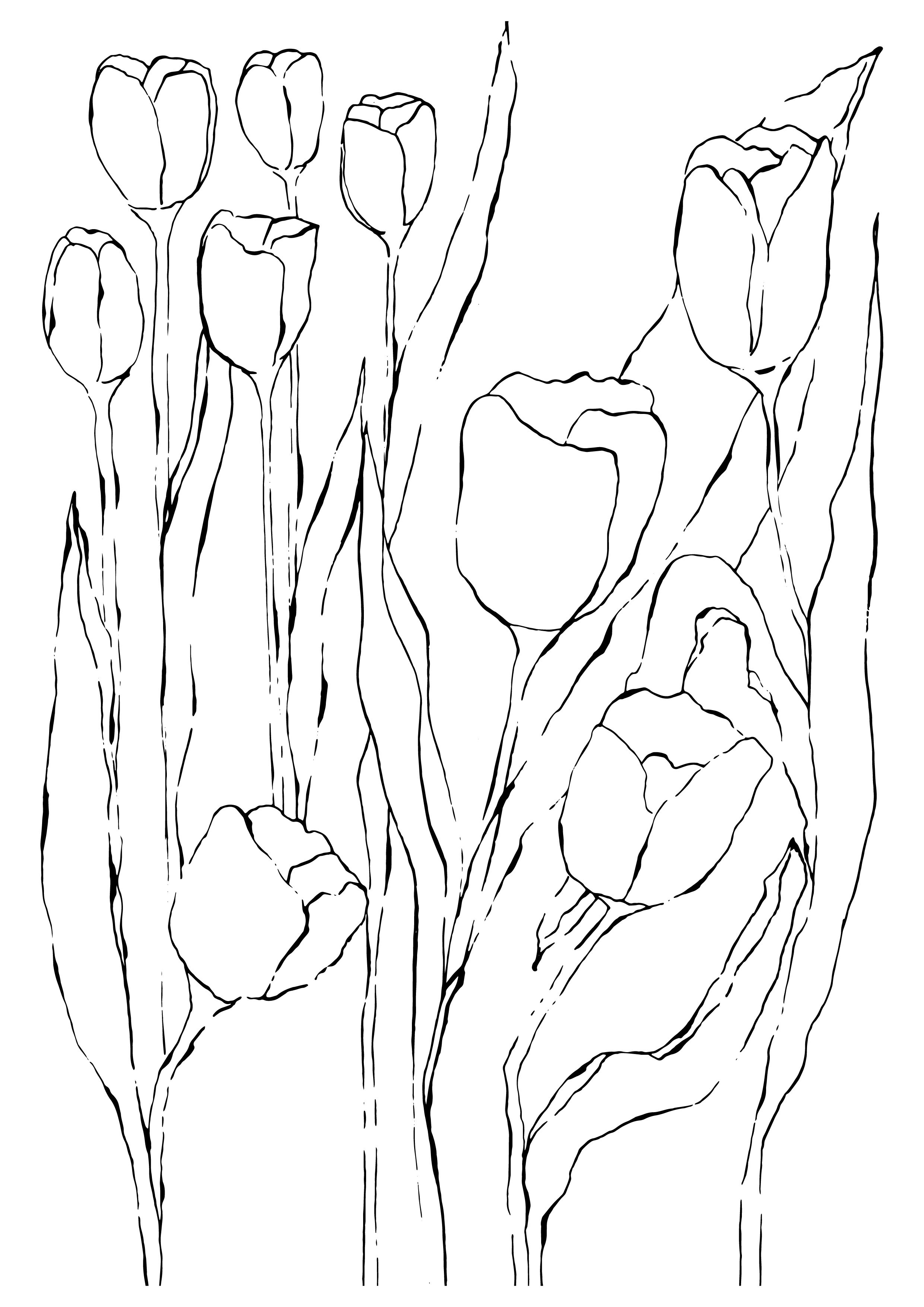tulips__-01.jpg