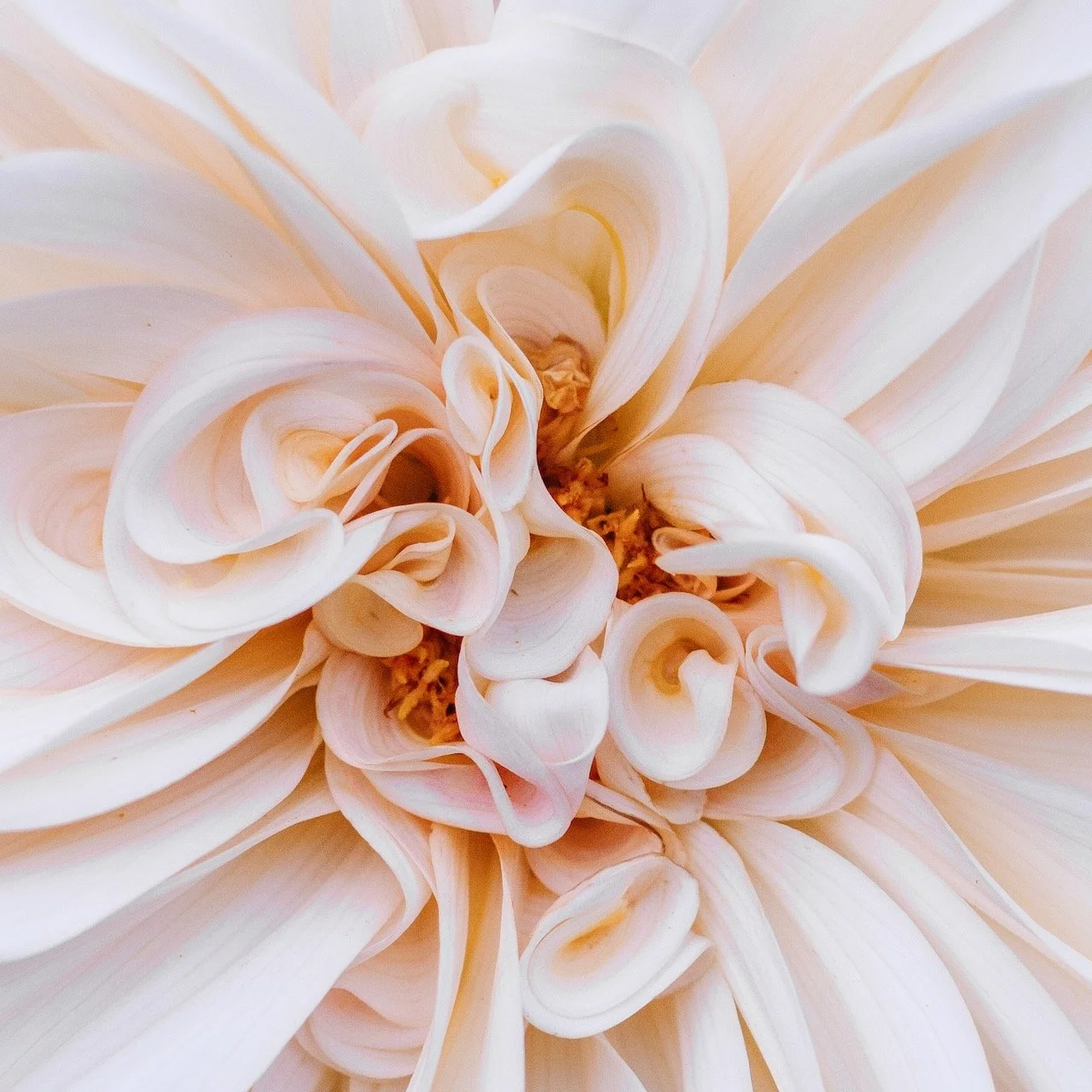 Close-up of a light pink and cream-colored dahlia flower with intricate, curled petals.