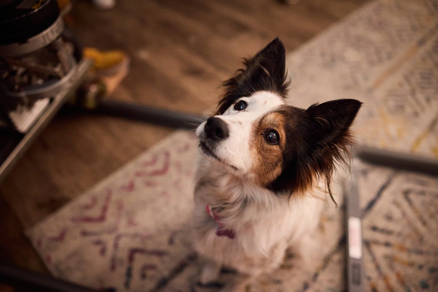 A small dog with a white and brown coat, sitting on a patterned rug, looking up with curious eyes.