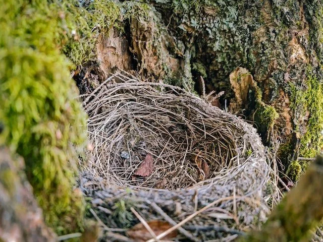 How To Deal With Grief Over An Empty Nest 